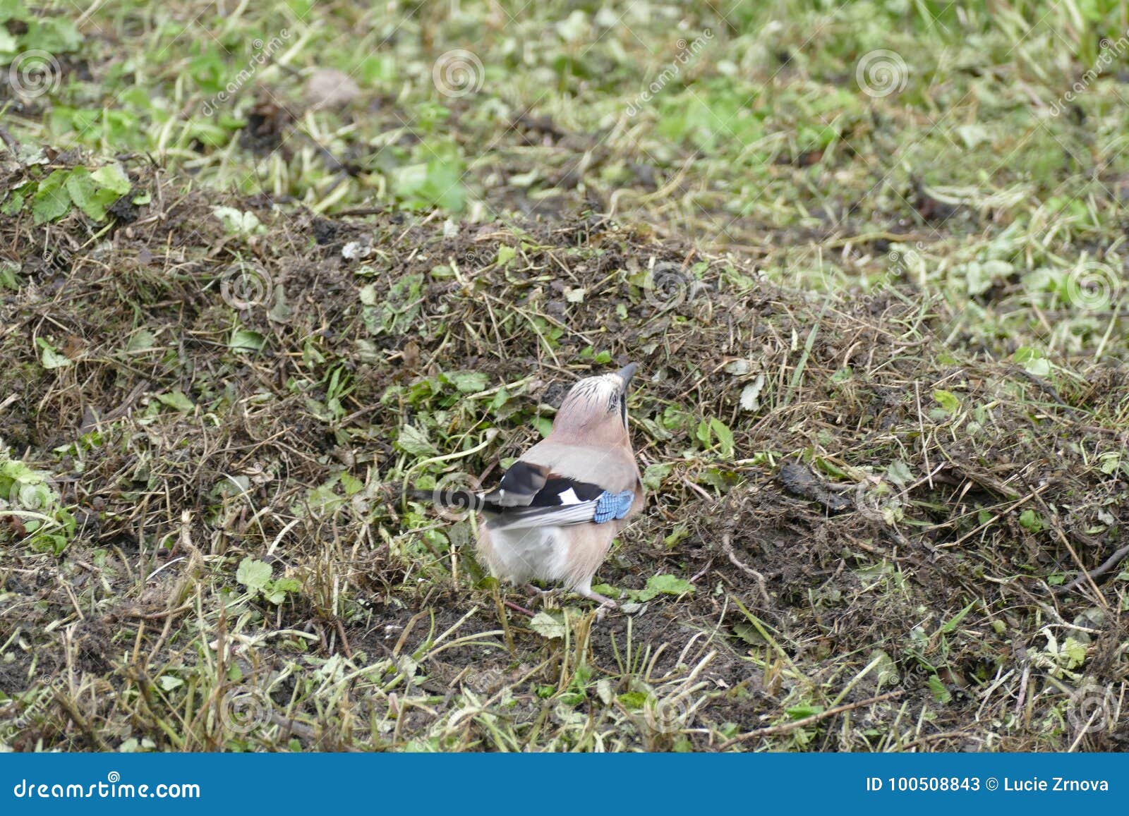 jay bird at the lake side