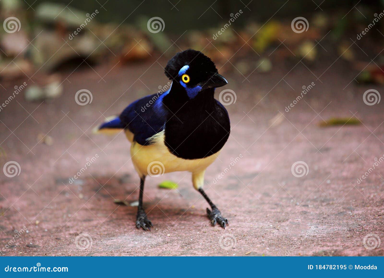 jay cyanocorax chrysops in argentina.