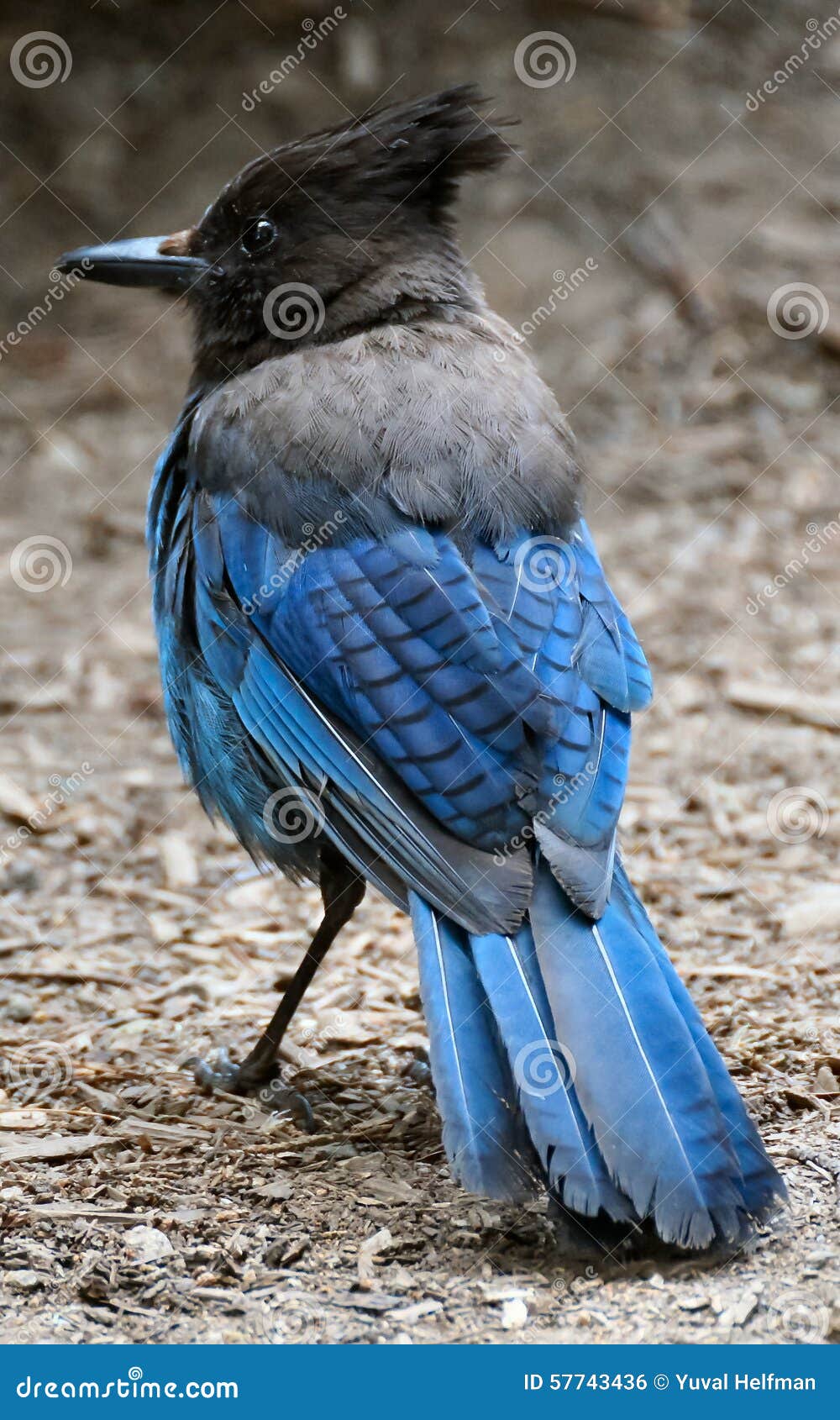 Jay De Steller (stelleri Do Cyanocitta) Foto de Stock - Imagem de jato ...