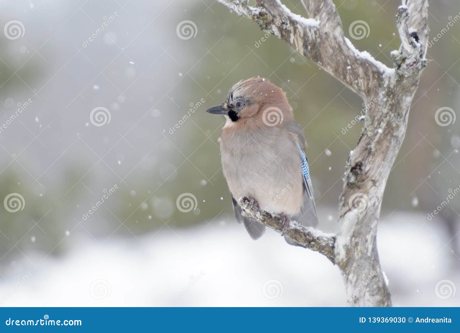 jay garrulus glandarius perched at a branch