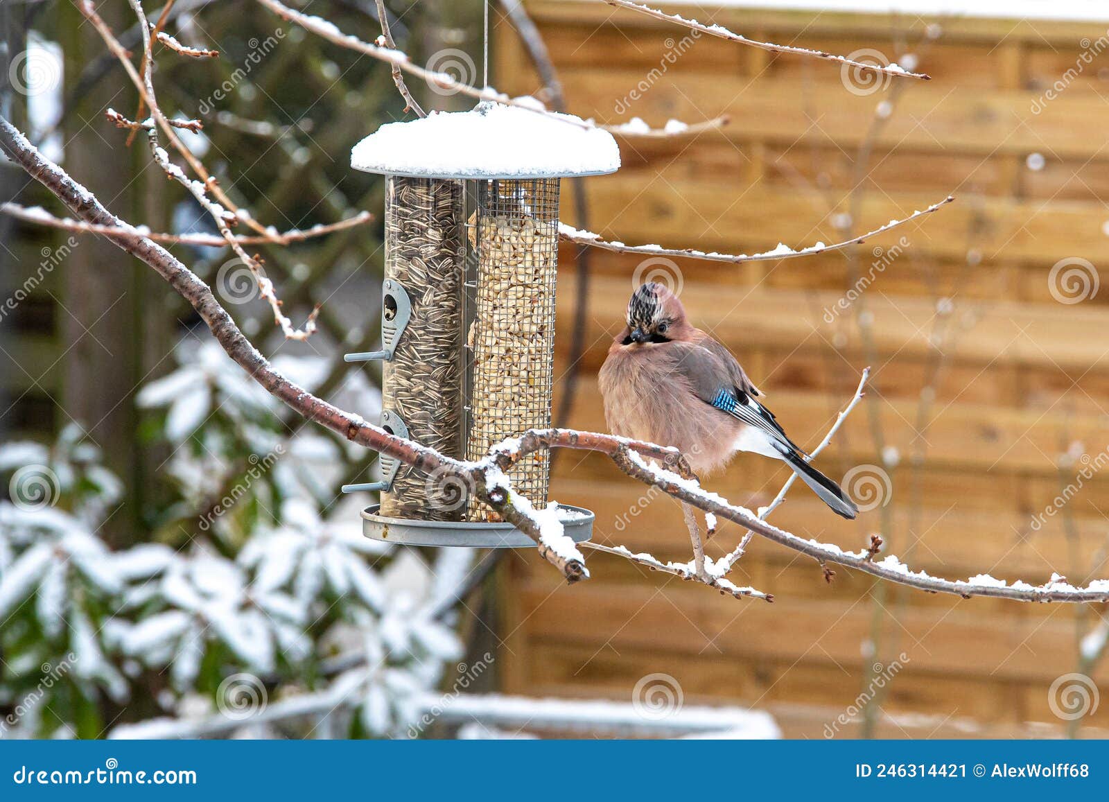 Jay tries to get peanuts stock image. Image of garrulus 246314421