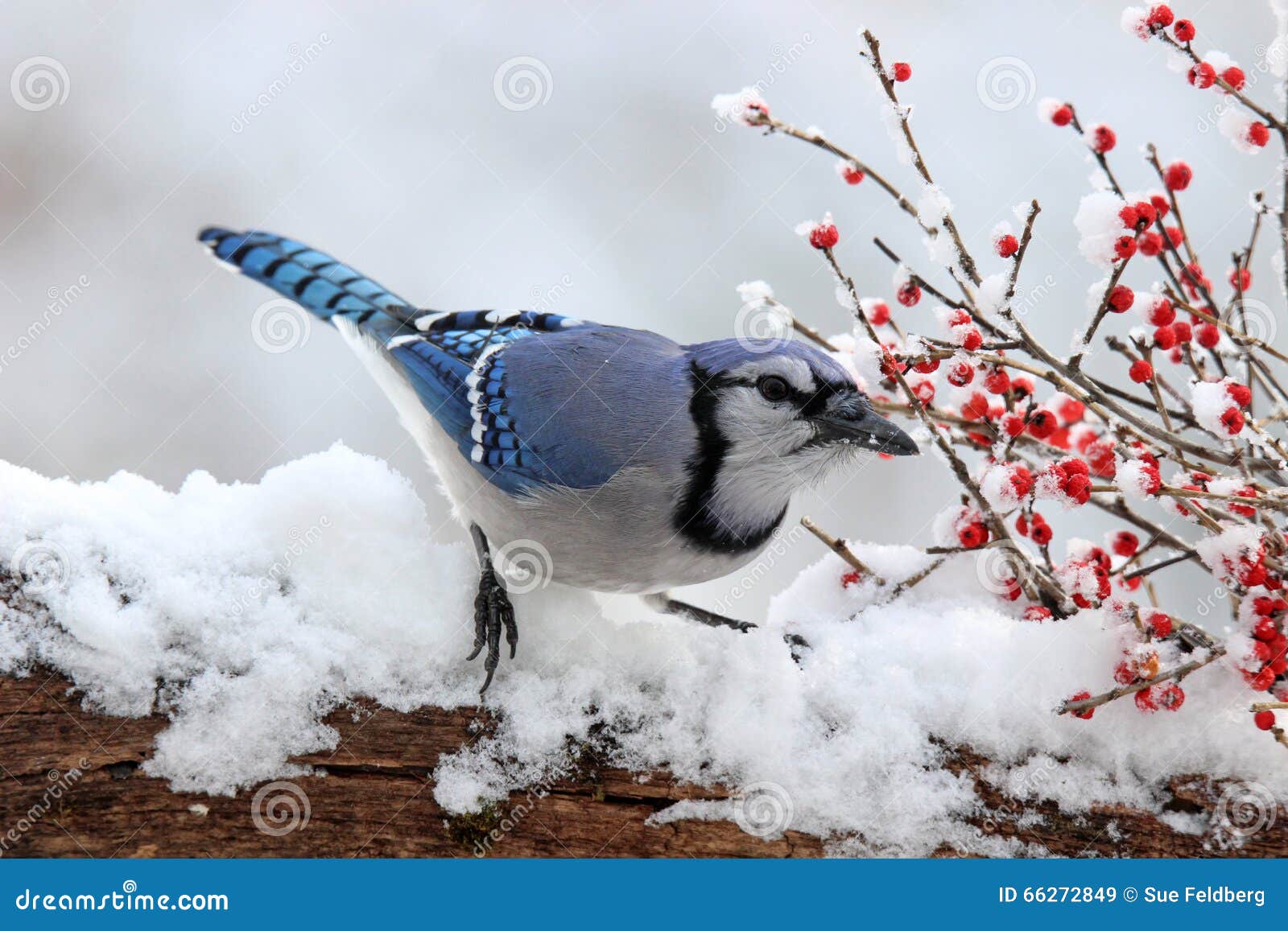 jay with winter berries