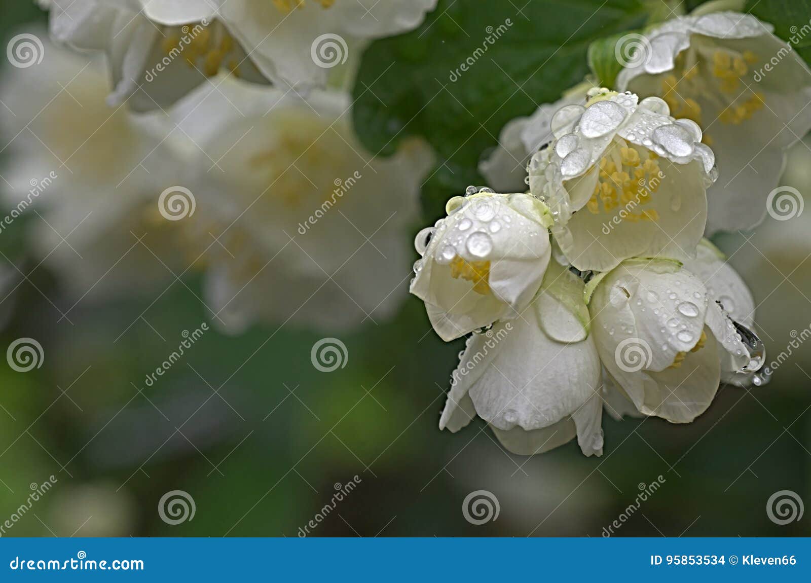 Jazmín Después De La Lluvia Foto de archivo - Imagen de fresco, blanco:  95853534