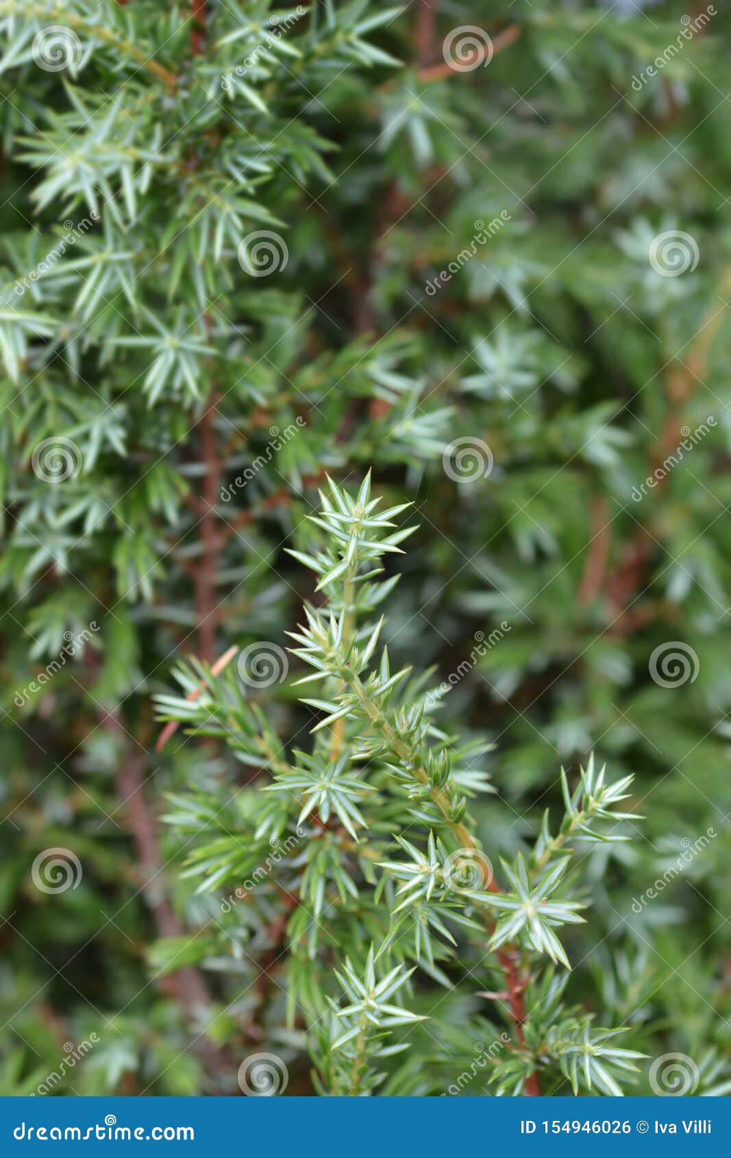 Jałowcowy Suecica Juniperus communis Suecica - łaciny imię -