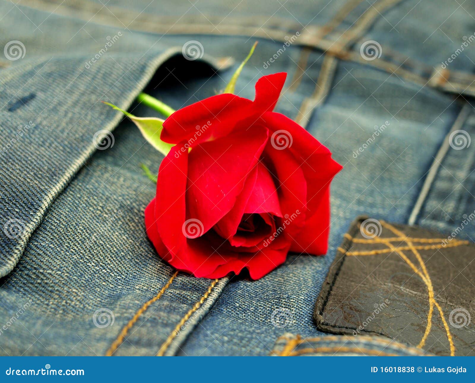 Jeans with red rose stock photo. Image of cotton, design 16018838