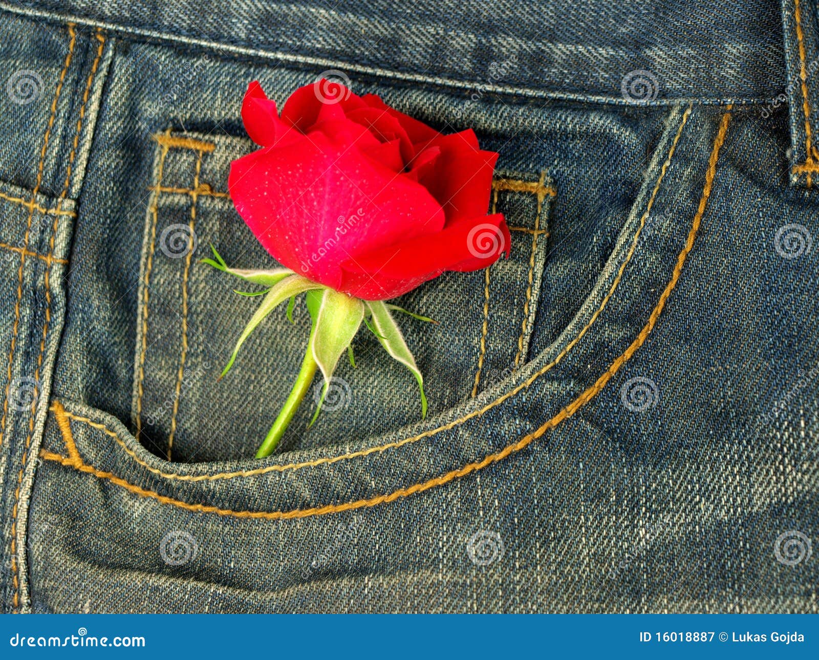 Jeans with red rose stock image. Image of denims, rough - 16018887