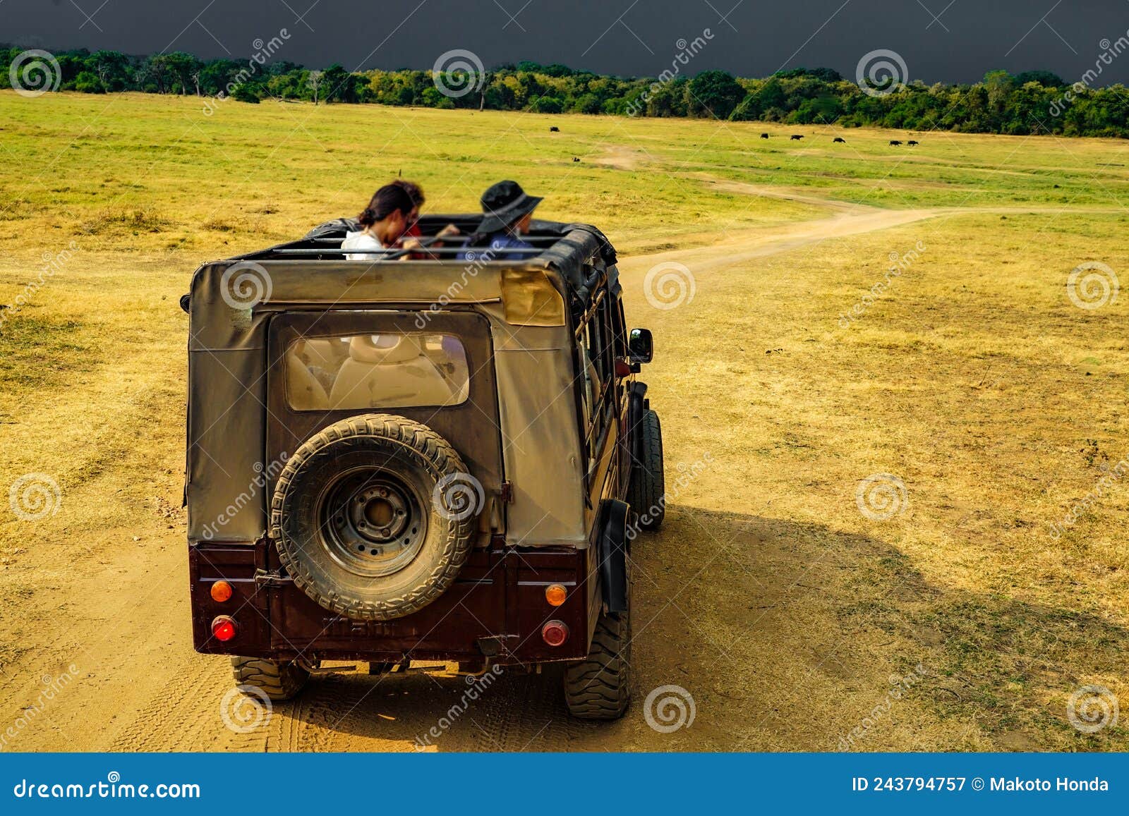 jeep safari (sri lanka) in minneria national park