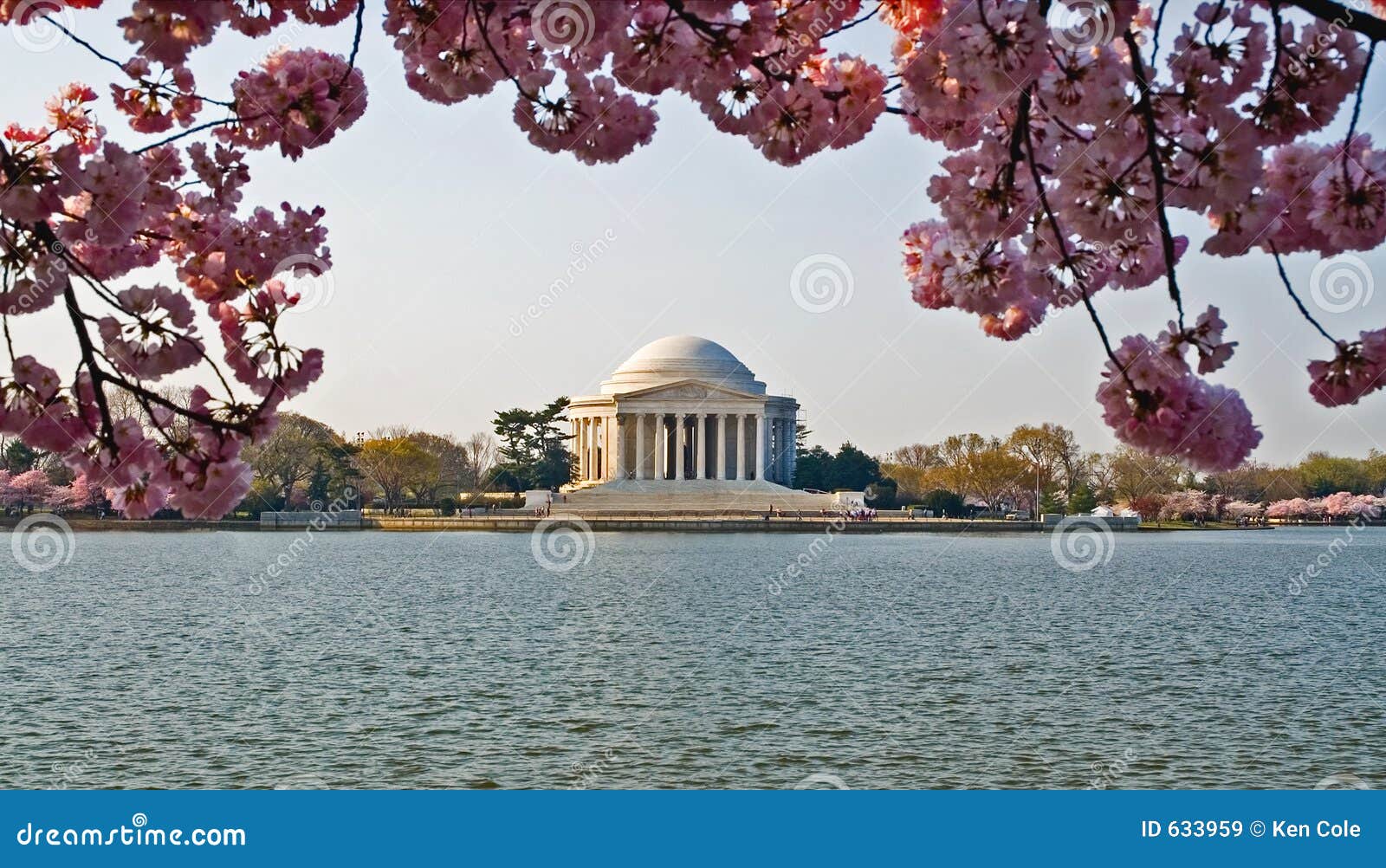 Jefferson Memorial Cherry Blossoms Stock Image Image of leisure