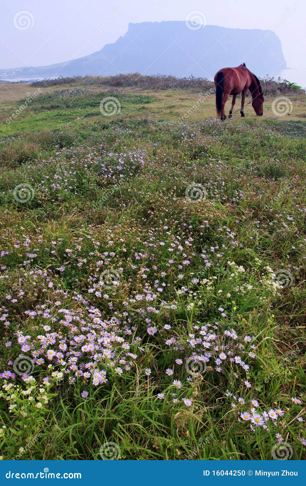 jeju volcanic island