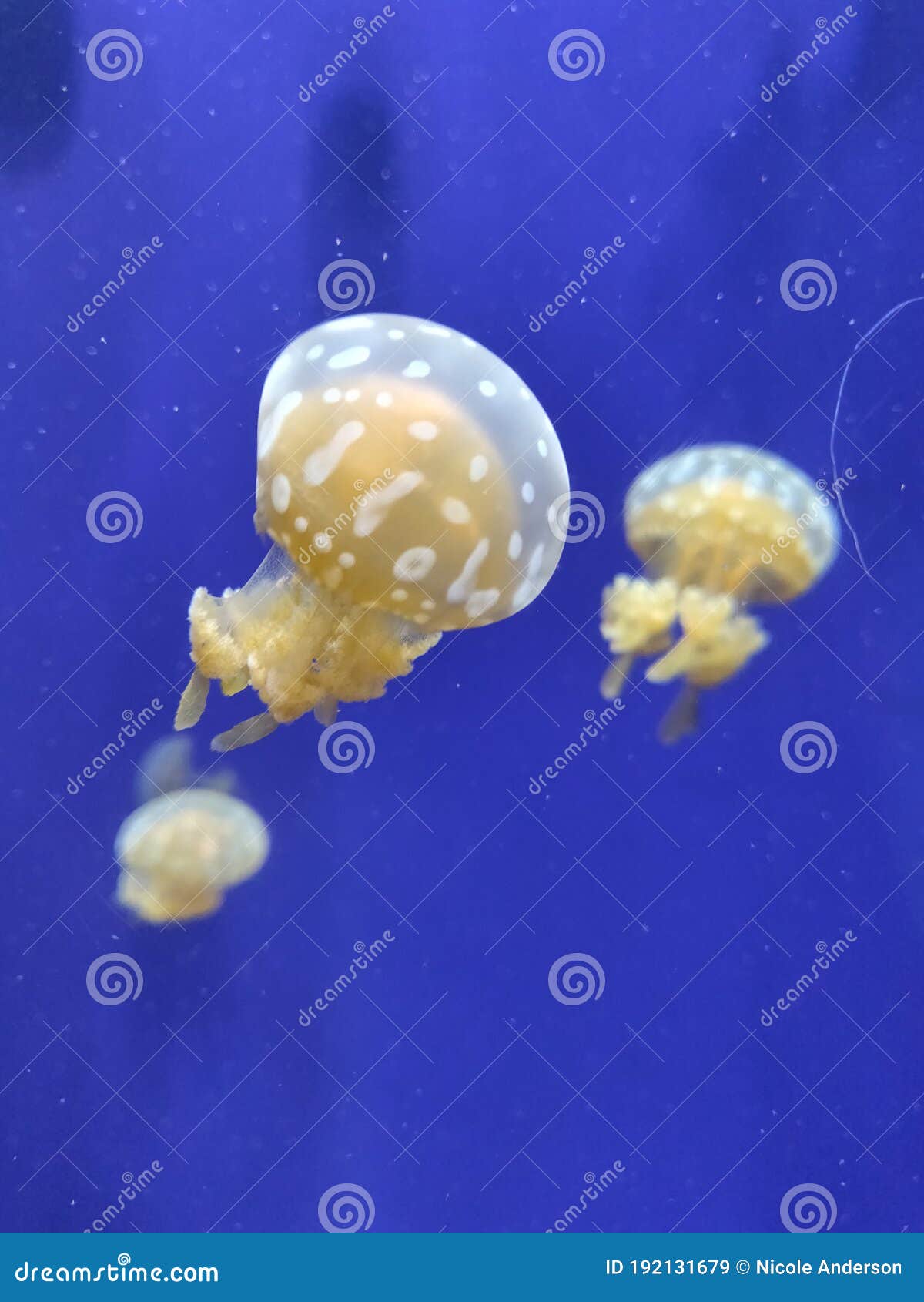 Jellies in the Florida Aquarium Stock Image Image of florida, aquarium 192131679