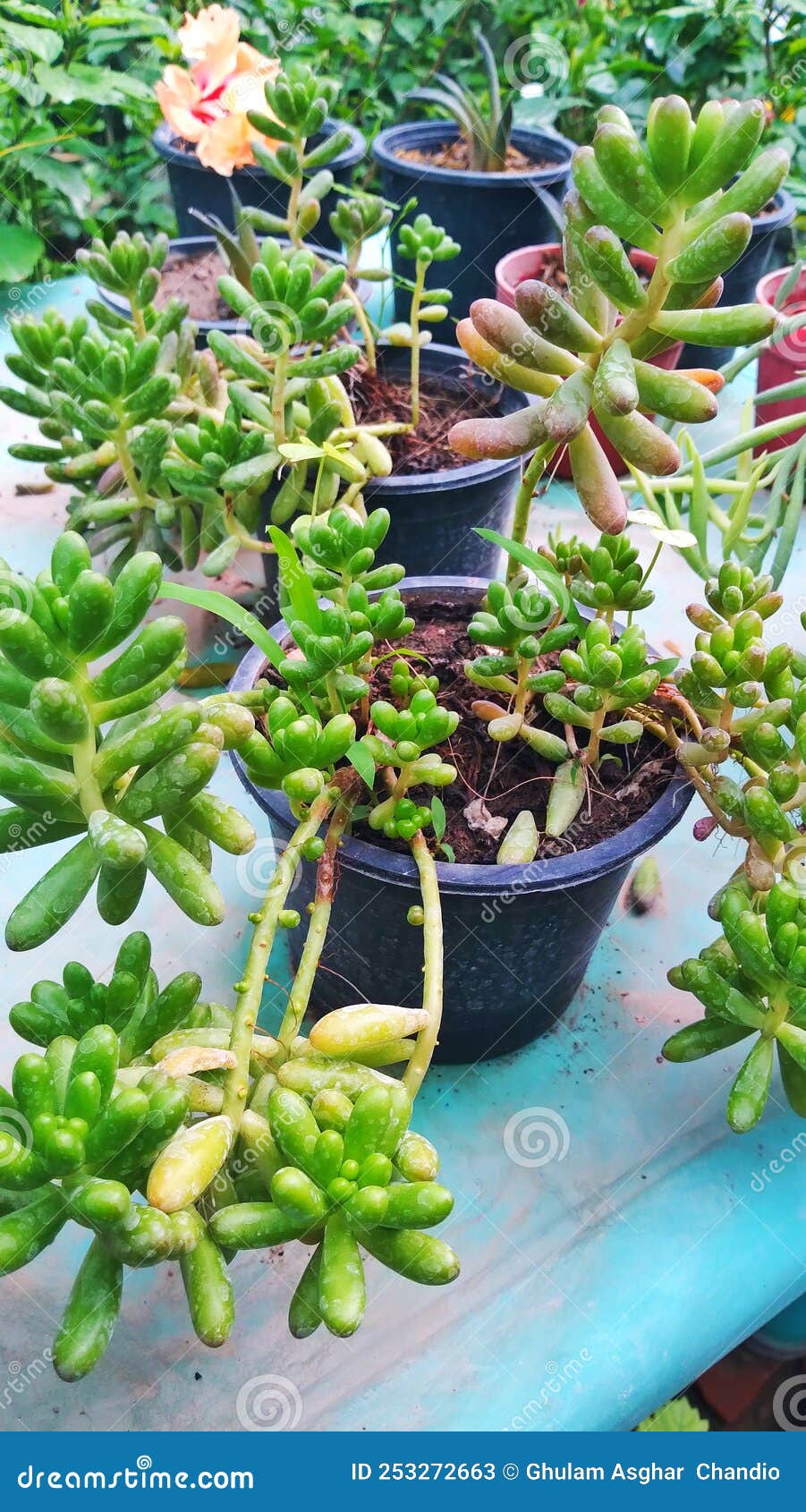 Jelly Bean Plant in a Pot at Nursery Stock Image Image of gardening