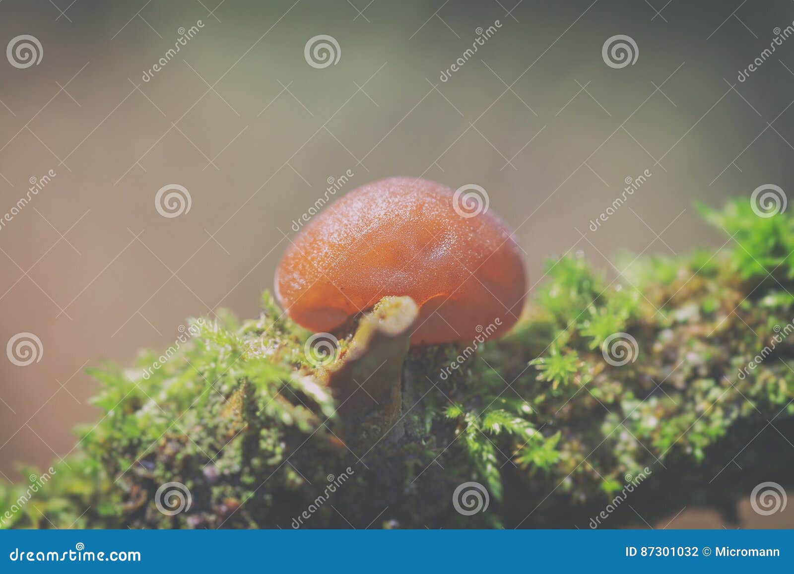 auricularia auricula judae auricularia auricula judae