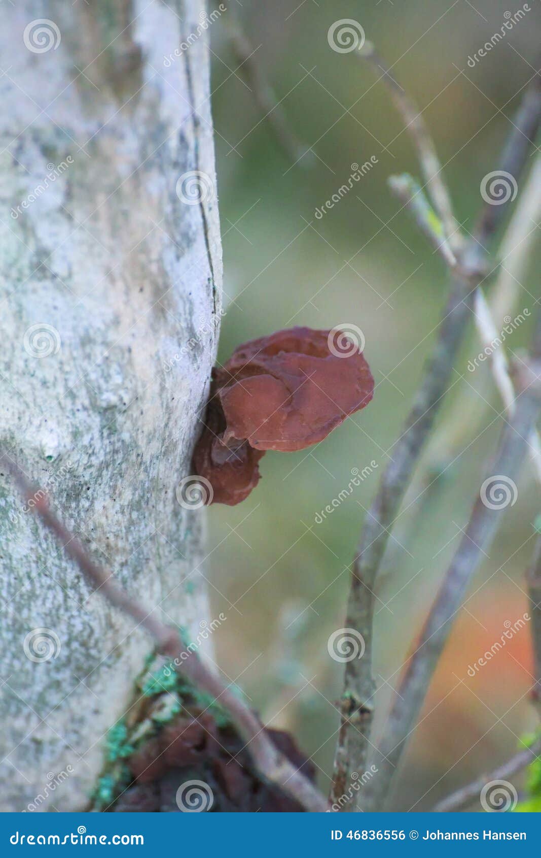 Jelly Ear stock photo. Image of living, mushroom, gray 46836556