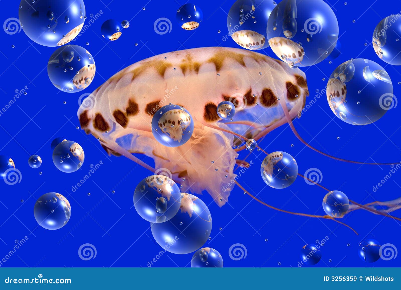 Jelly Fish stock image. Image of float, digital, jellyfish 3256359