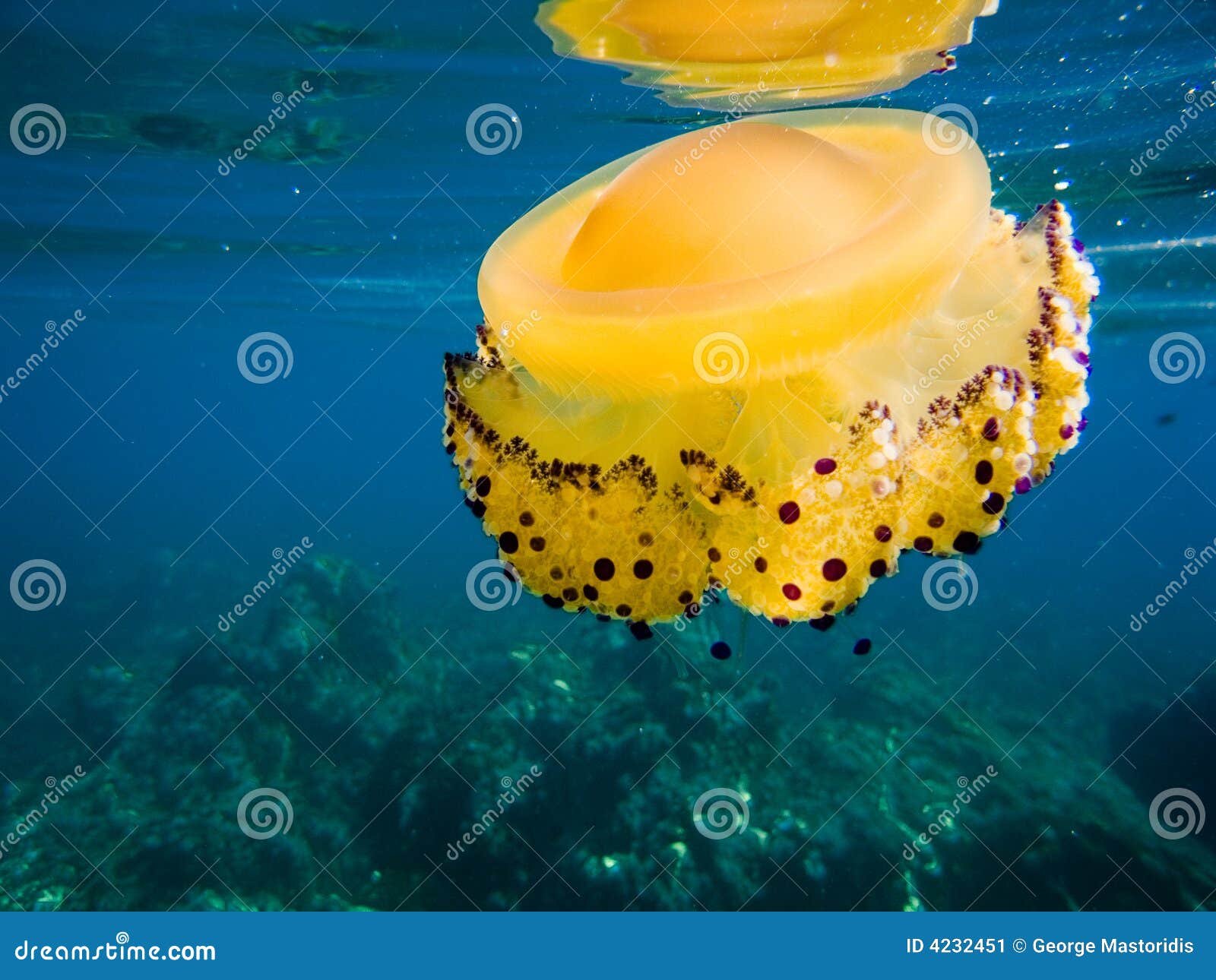 Jelly fish stock image. Image of tentacles, bottom, underwater 4232451