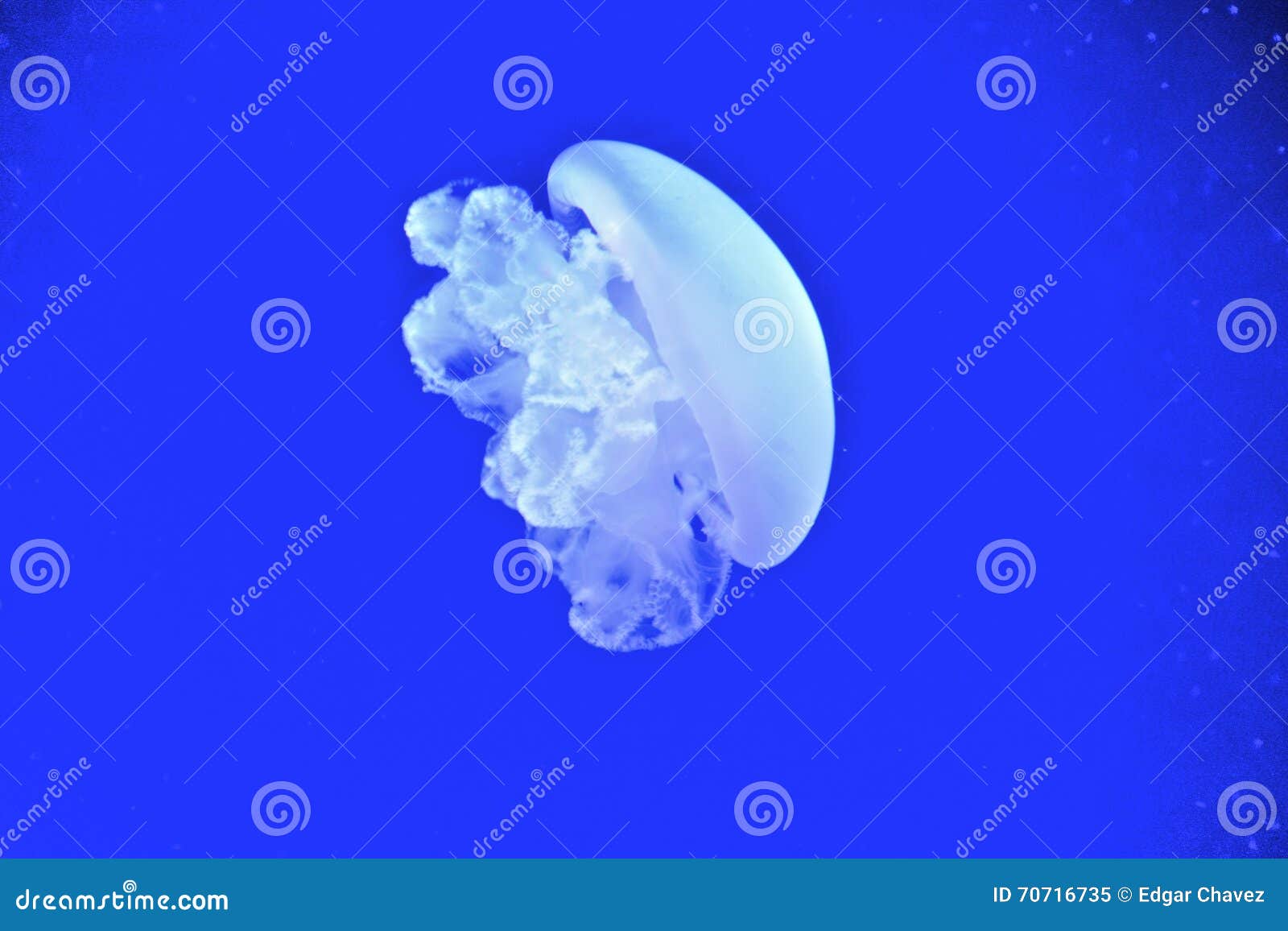 Jelly Fish in blue water stock image. Image of invertebrate 70716735