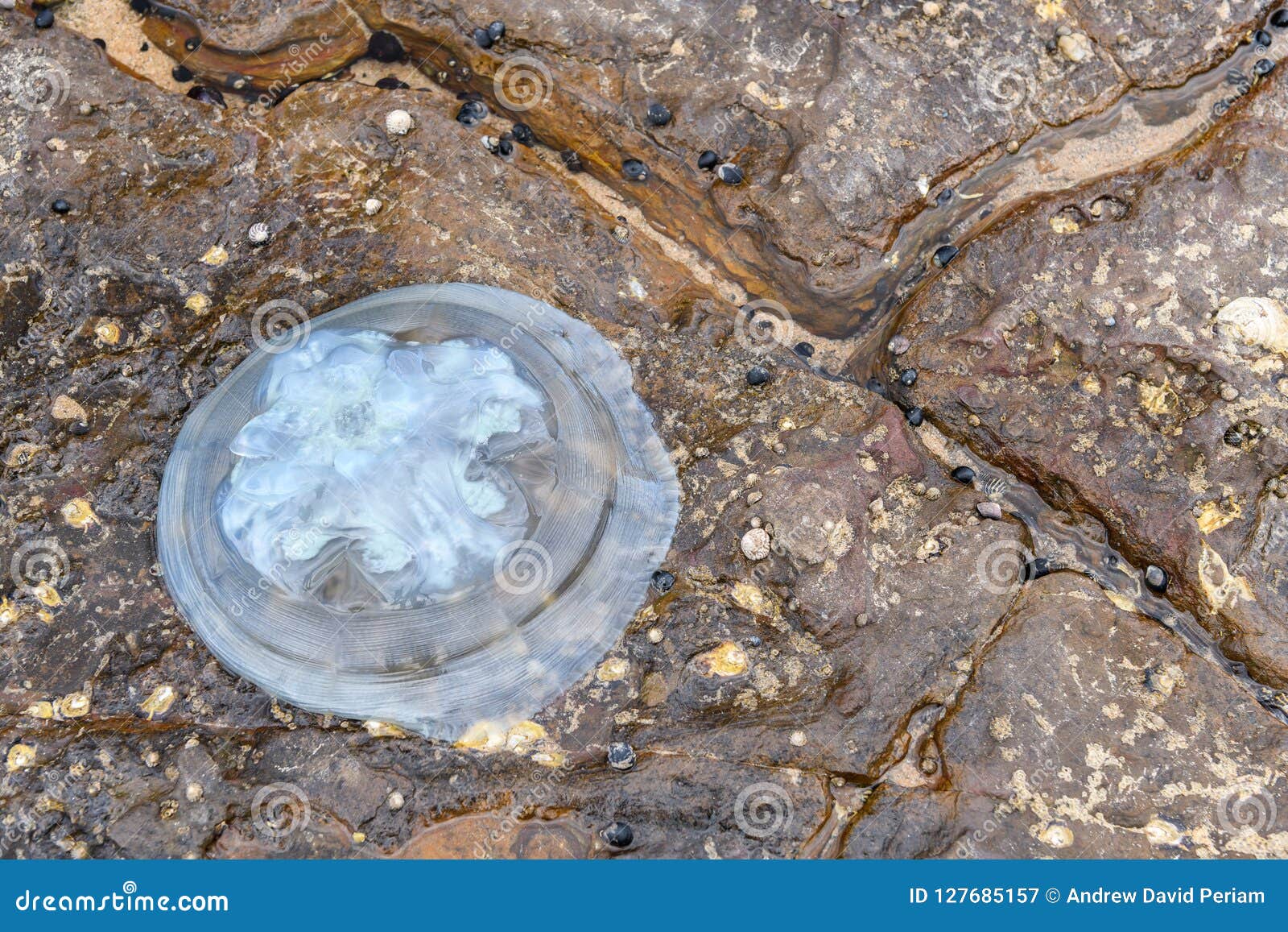 Jelly fish on rocks stock image. Image of danger, rocks 127685157