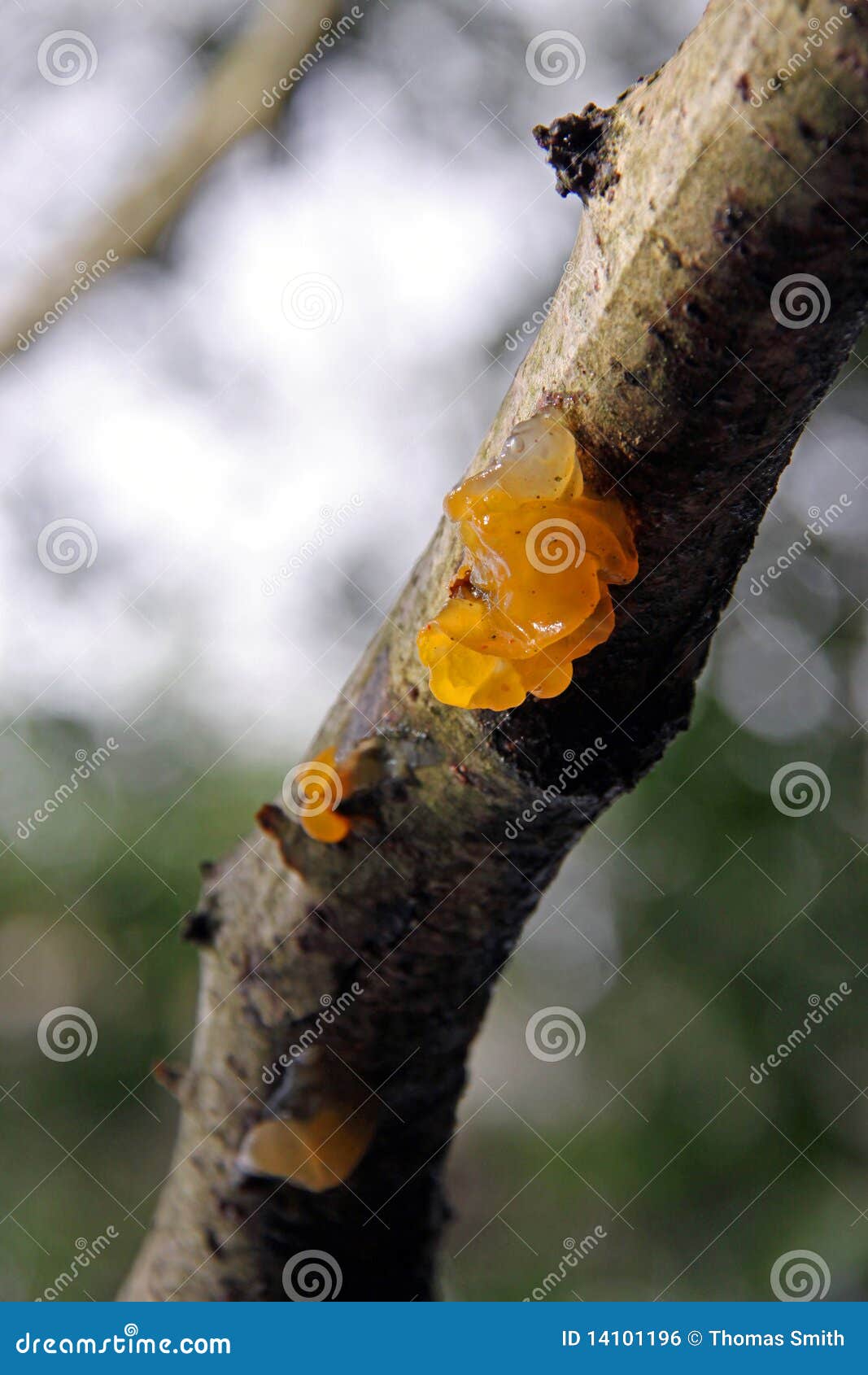 Jelly Fungus Growing on a Tree Branch Stock Photo Image of plantlife