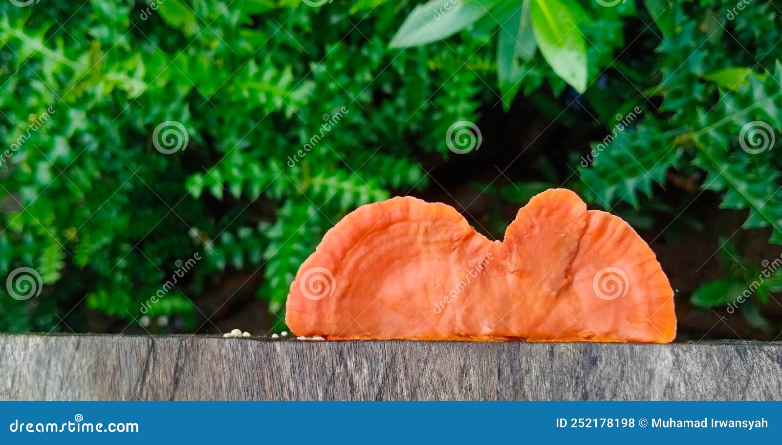 Jelly mushroom orange stock photo. Image of food, flower 252178198
