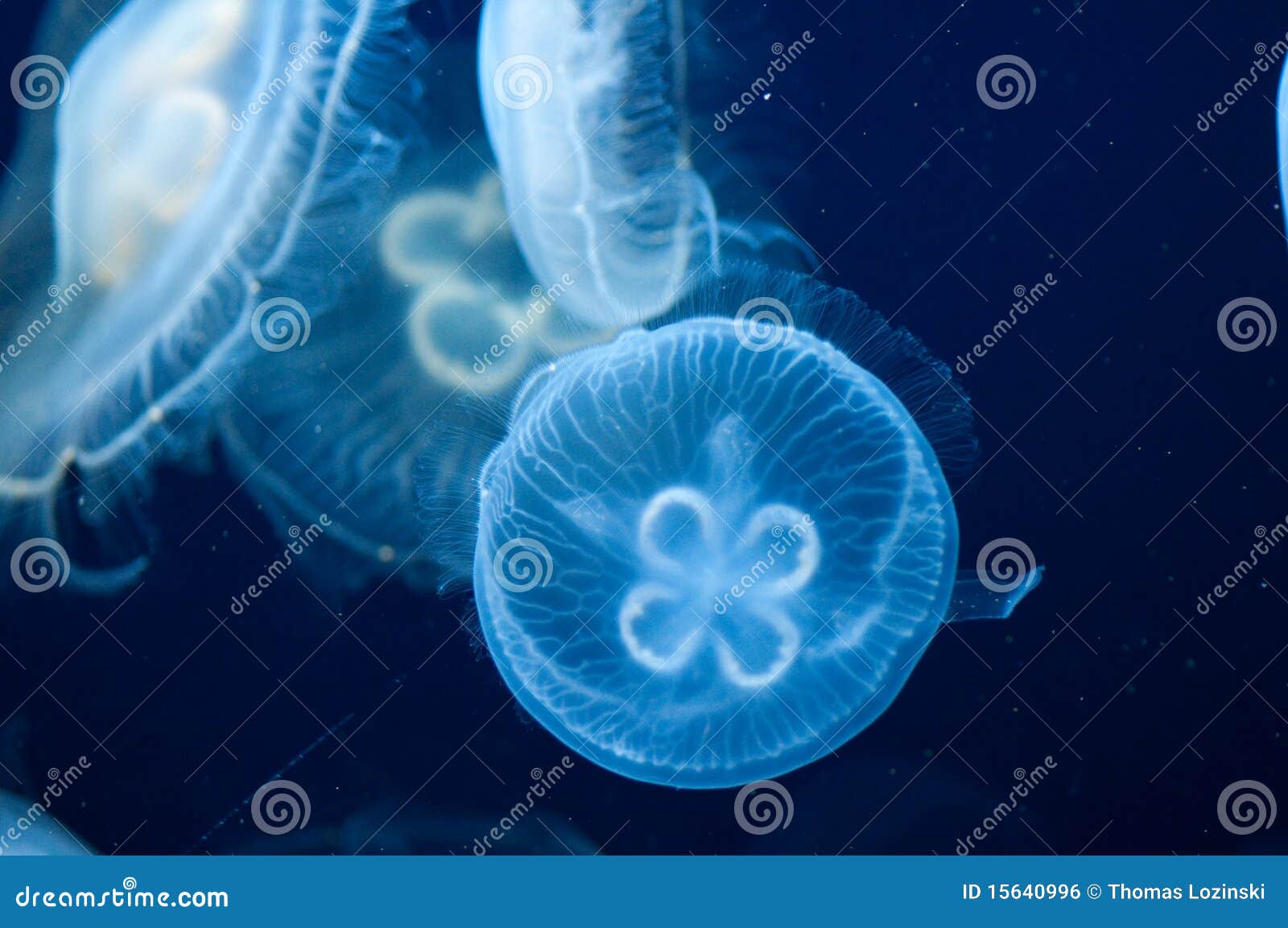 Jellyfish stock photo. Image of marine, jellyfish, psychedelic 15640996