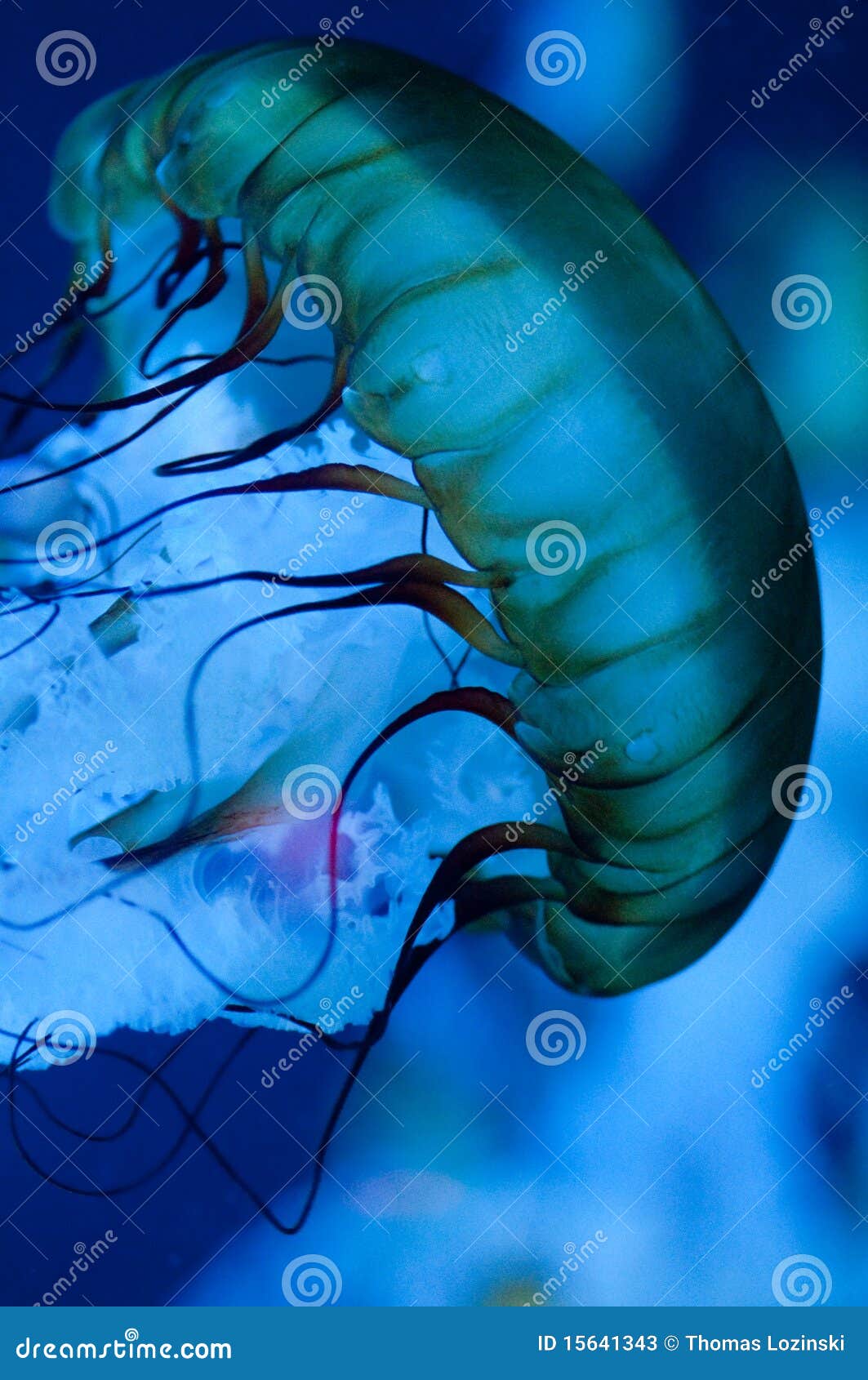 Jellyfish stock image. Image of bite, jelly, animal, aquatic 15641343