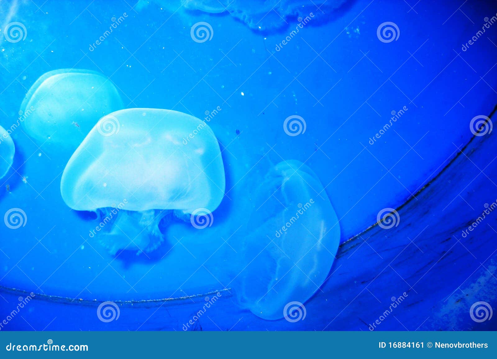 Jellyfish stock image. Image of deep, poison, diving 16884161