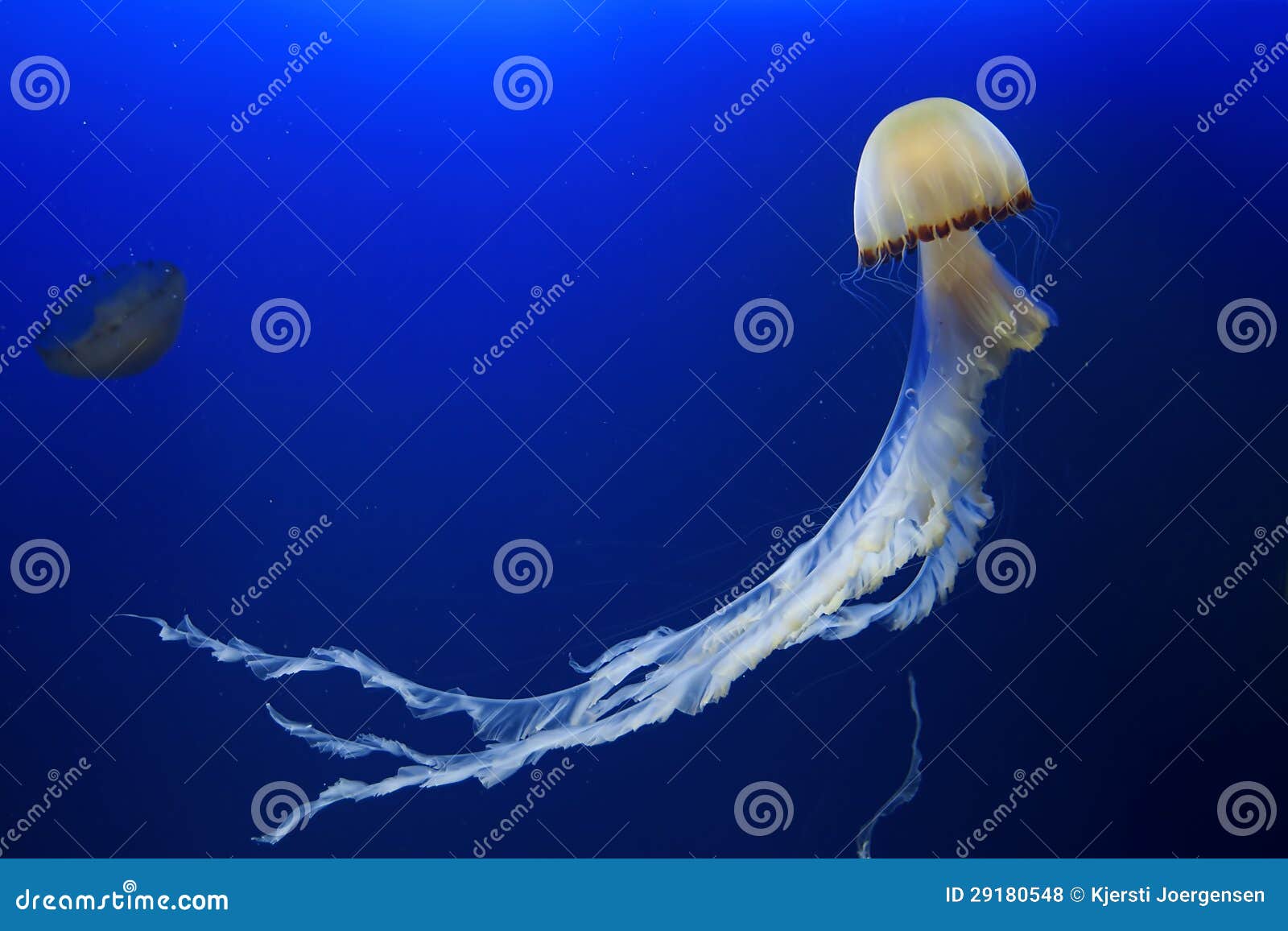 jellyfish