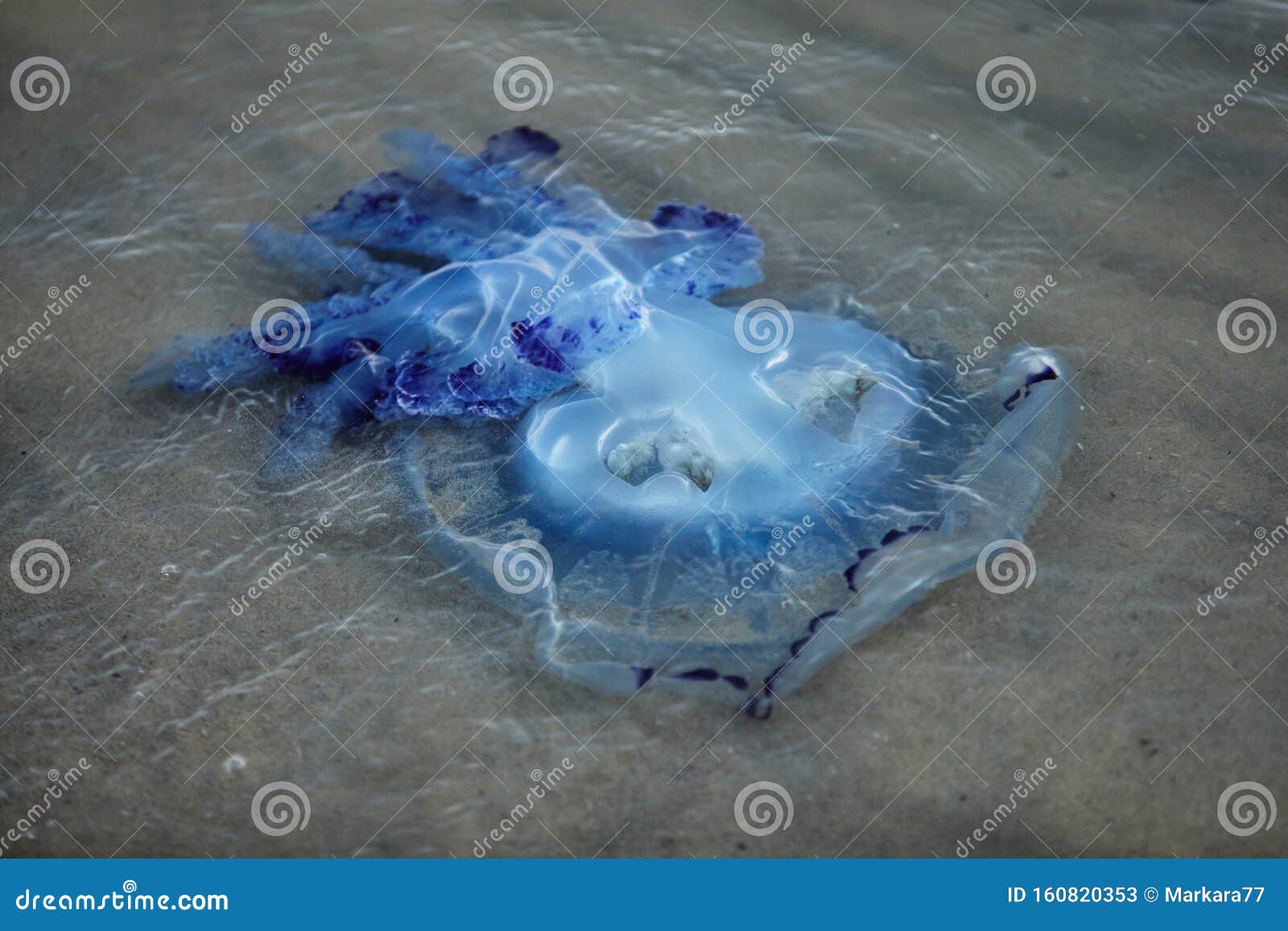 Jellyfish on the beach stock image. Image of animal 160820353