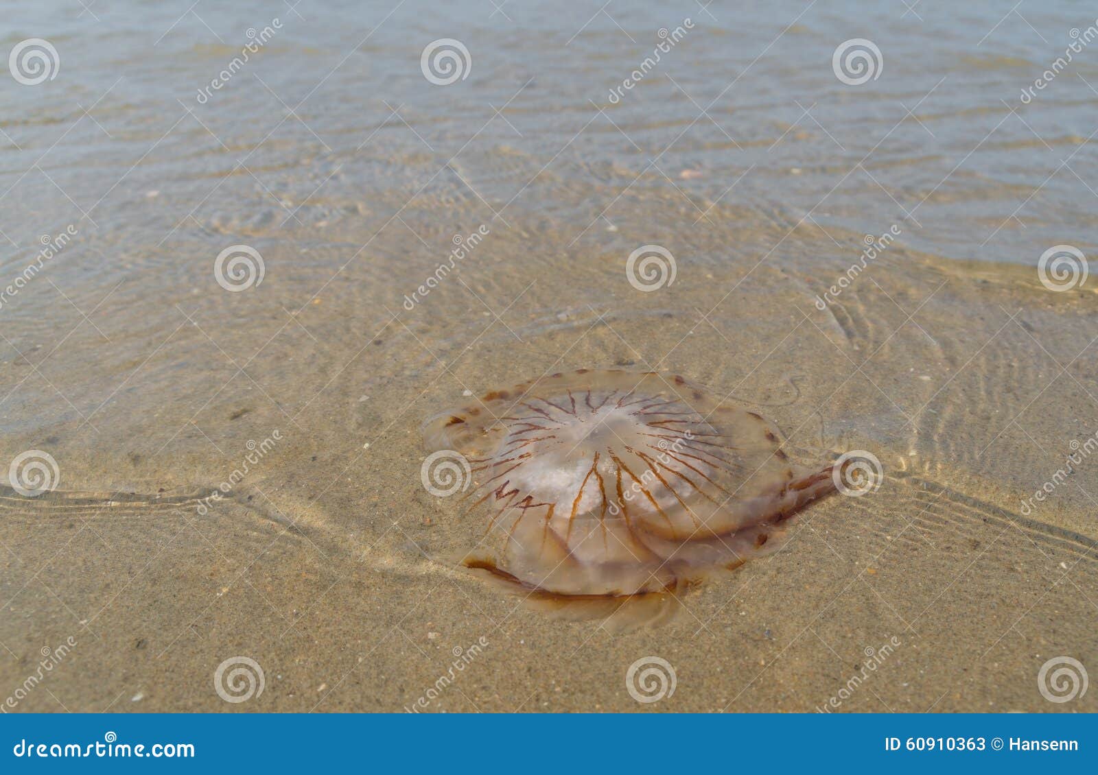 Stinging Compass Jellyfish Washed Up Seaton Beach Cornwall Stock Photo