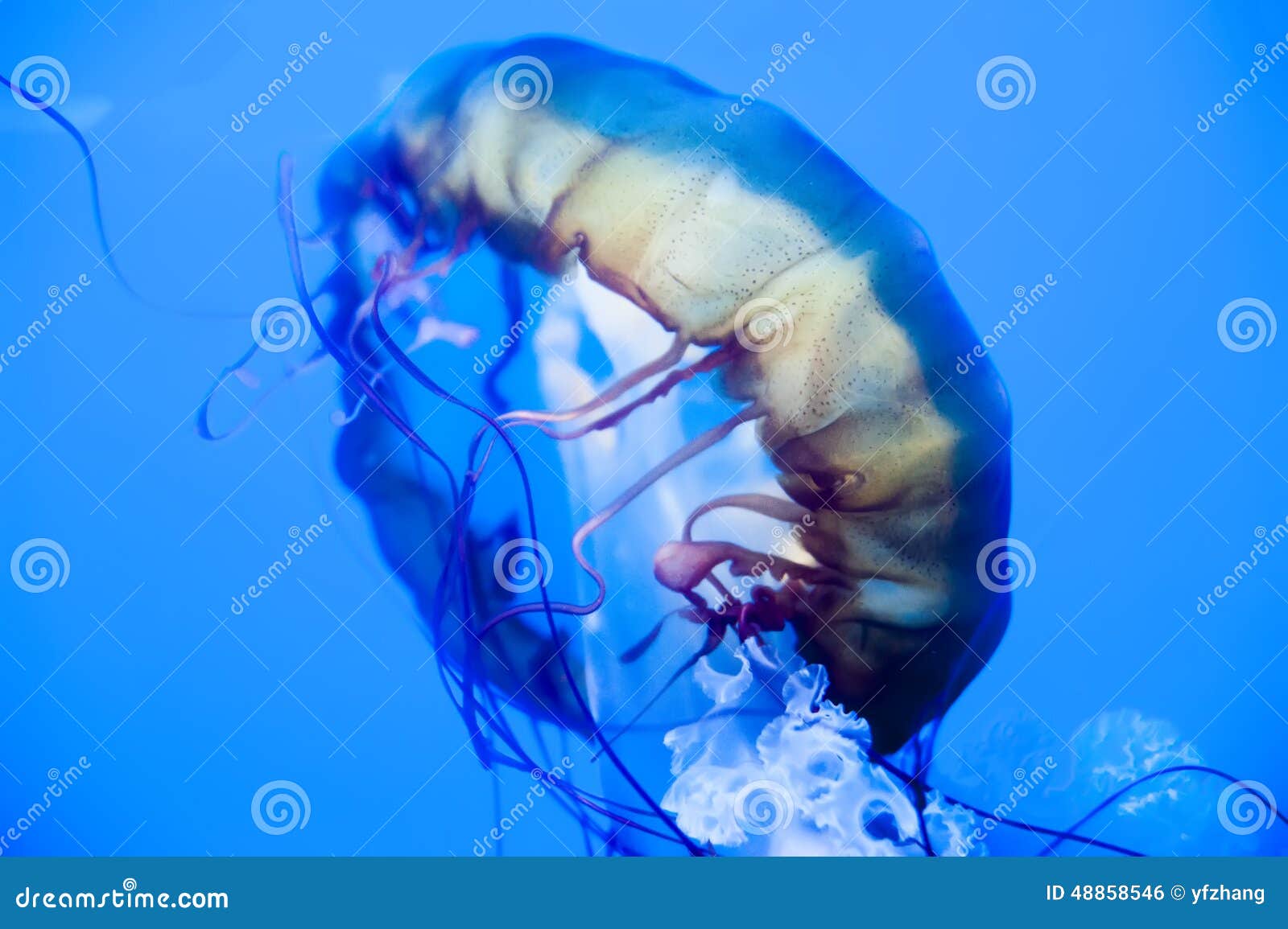 Jellyfish stock photo. Image of brown, organism, blubber - 48858546
