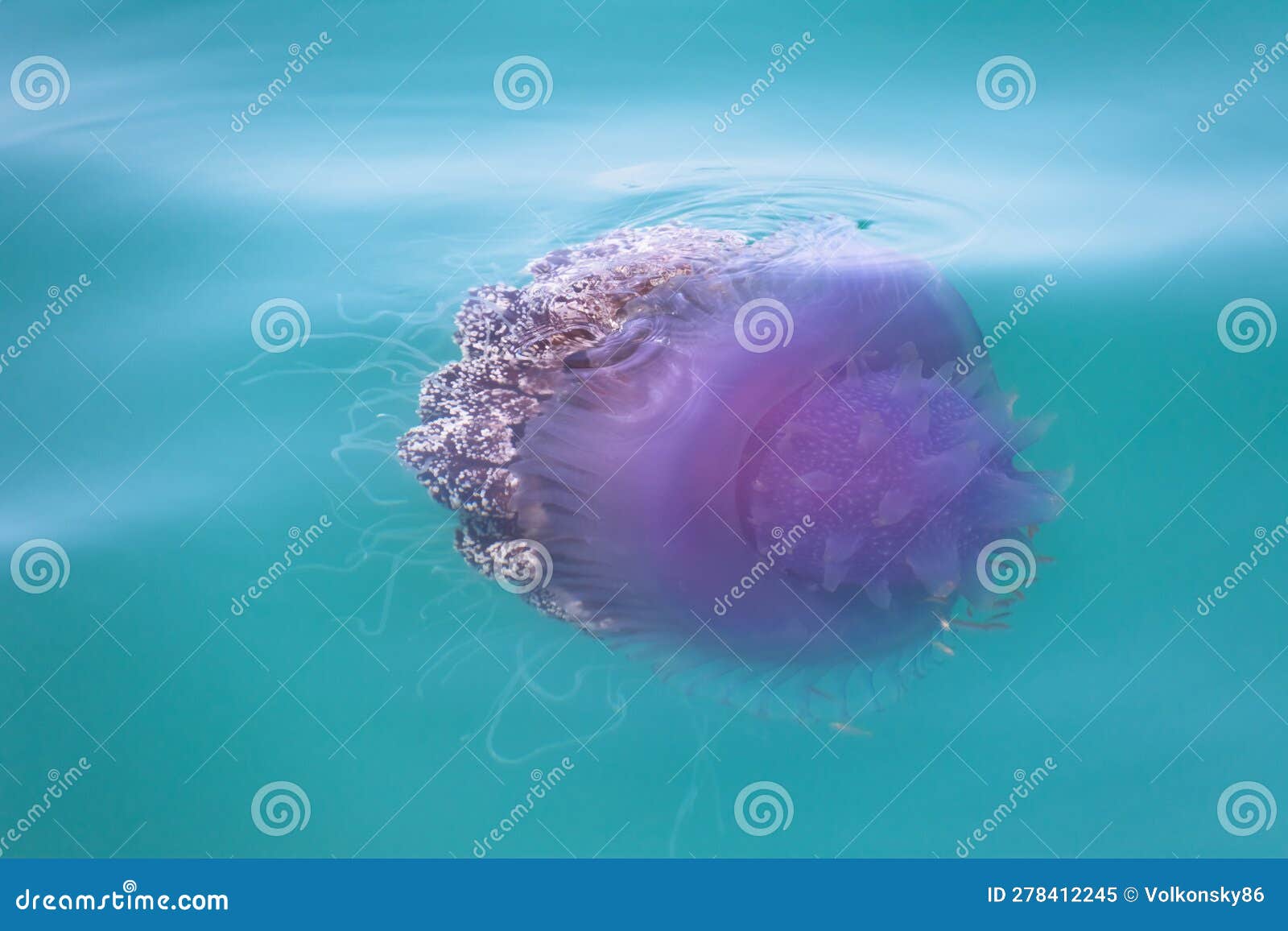 jellyfish cephea cephea at the surface of the water of the pacific ocean