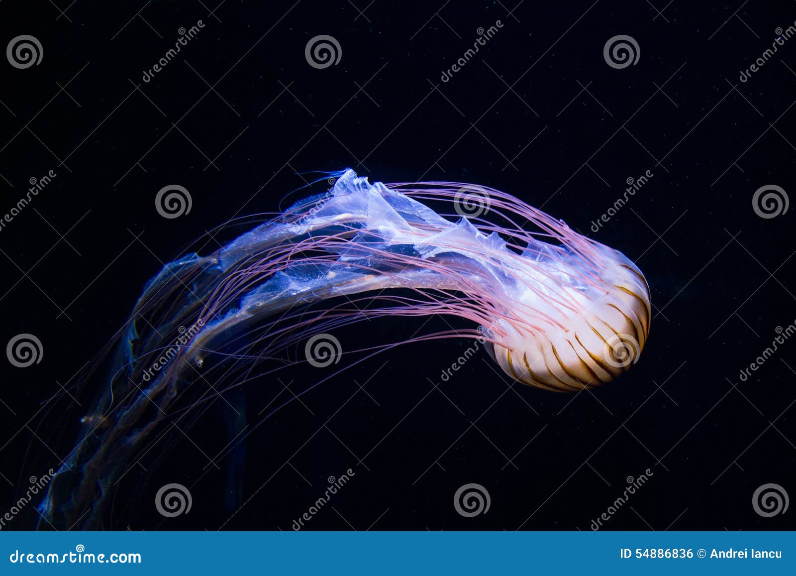 jellyfish