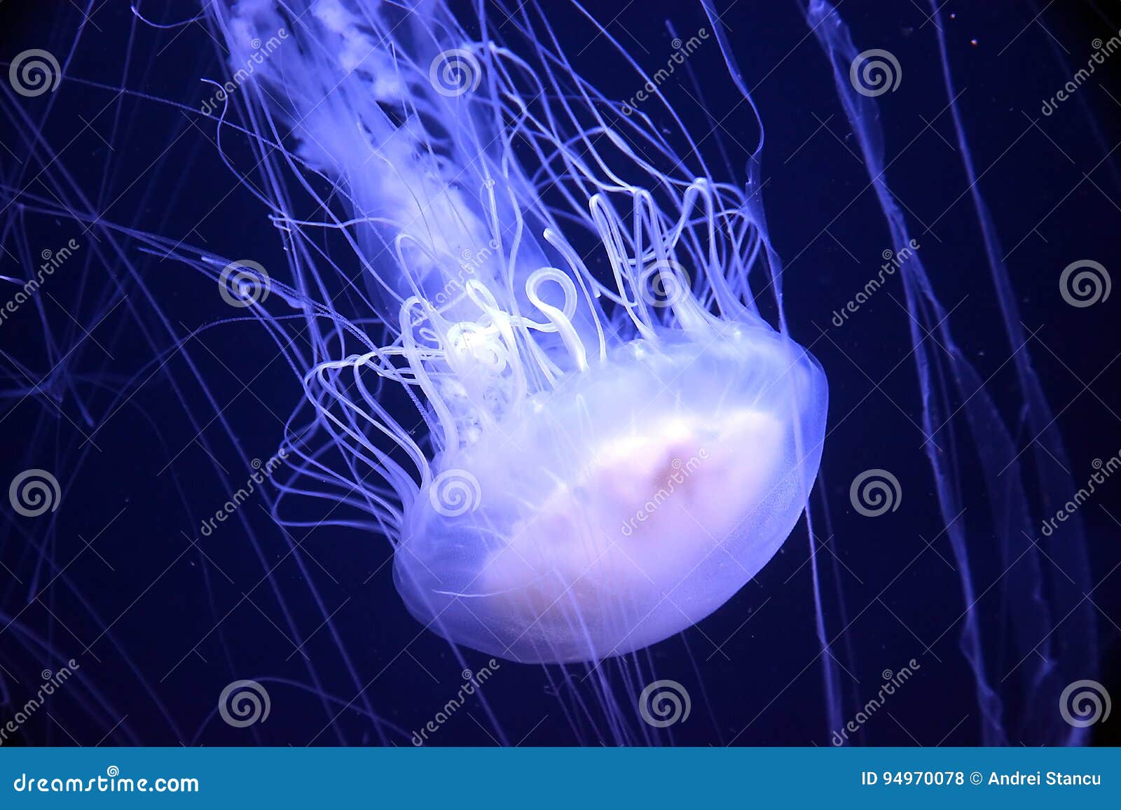 jellyfish