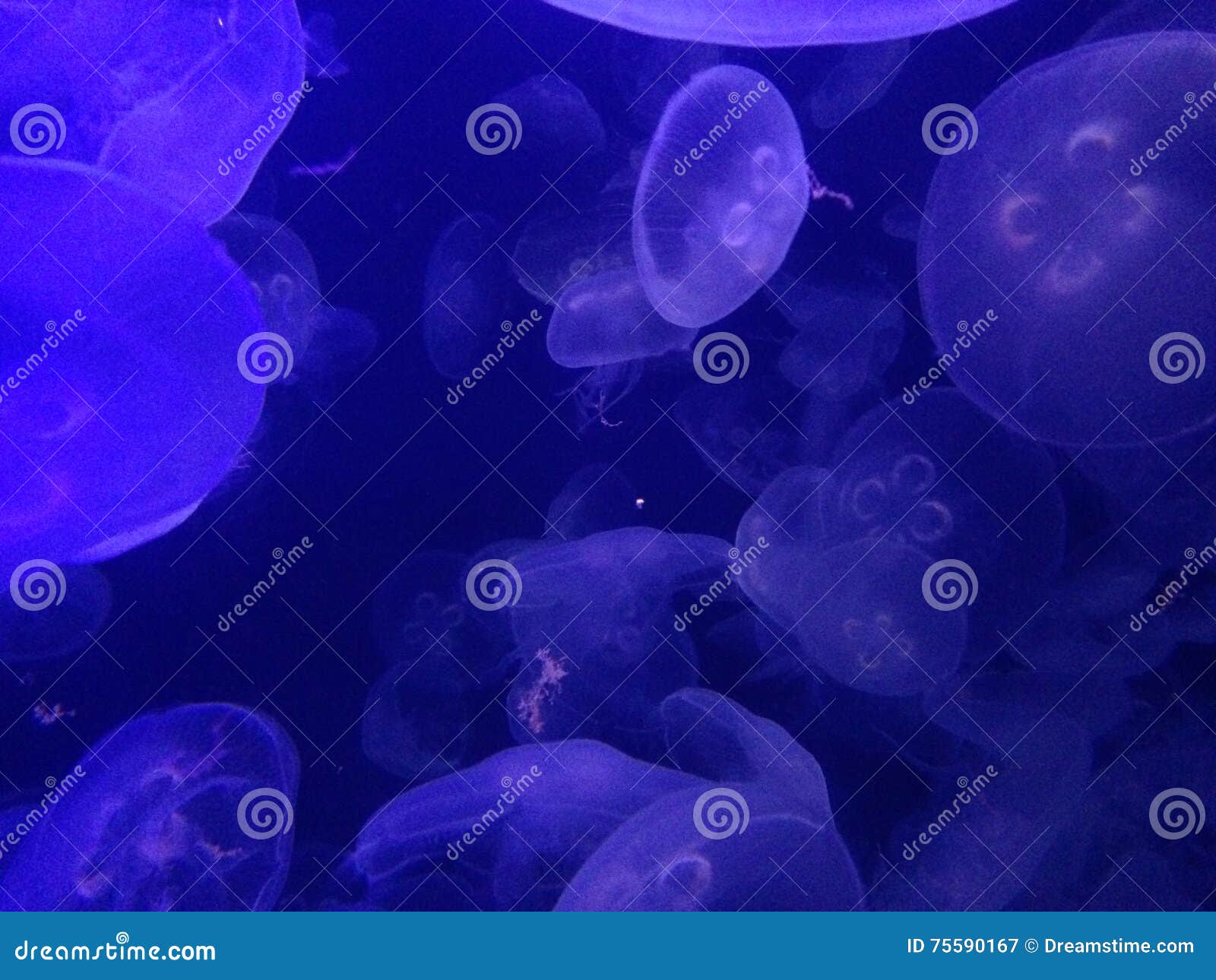 Jellyfish in a Fish Tank with Black Light Stock Image Image of fish