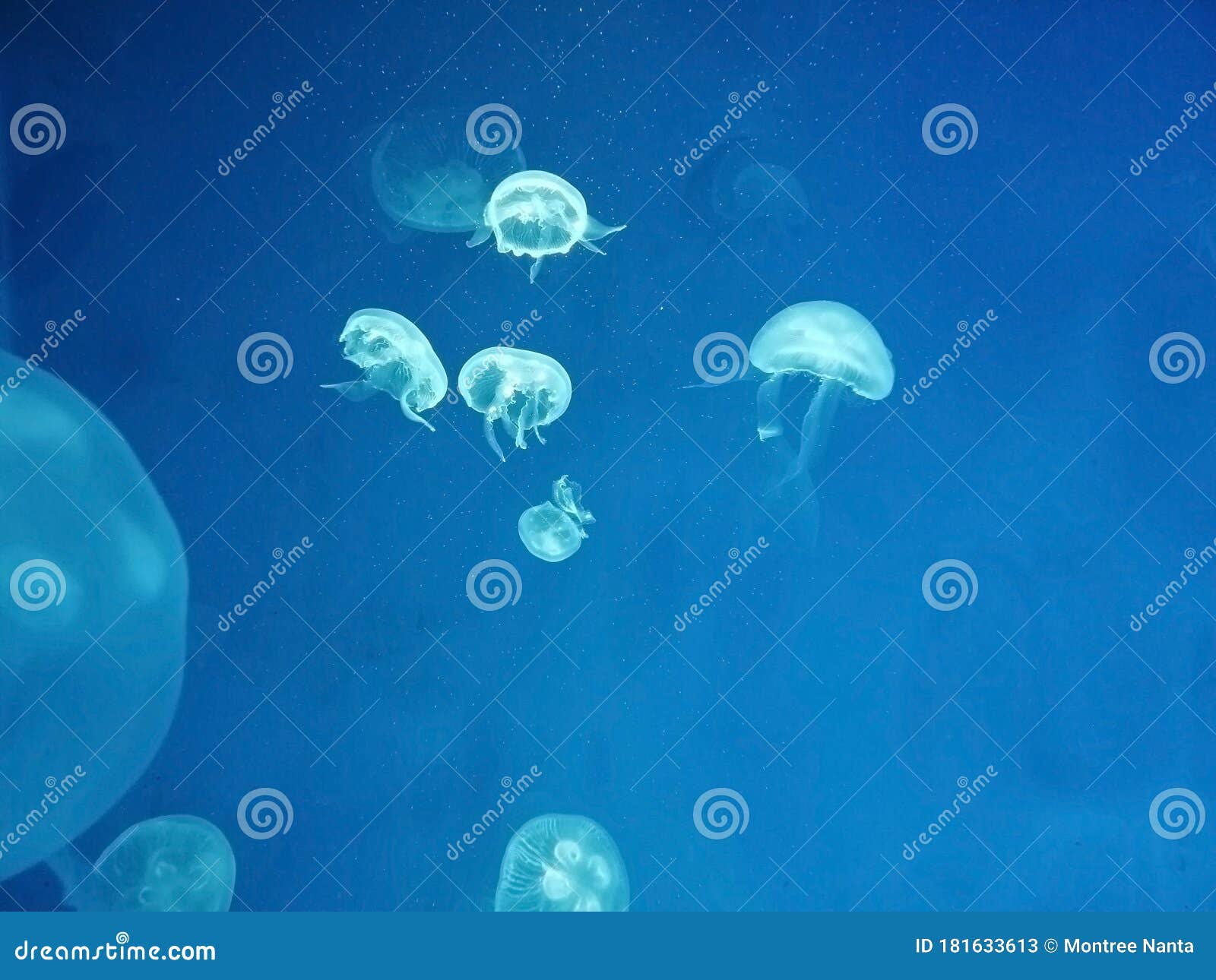 Jellyfish in the Dark of Underwater World of Deep Sea Animal, Underwater in Aquarium Have Noise High Iso , Blurred , Soft Focus. Stock Image - Image of floating, jellyfish: 181633613 Jellyfish in the Dark of Underwater World of Deep Sea Animal, Underwater in Aquarium Have Noise High Iso , Blurred , Soft Focus. Stock Image - Image of floating, jellyfish: 181633613