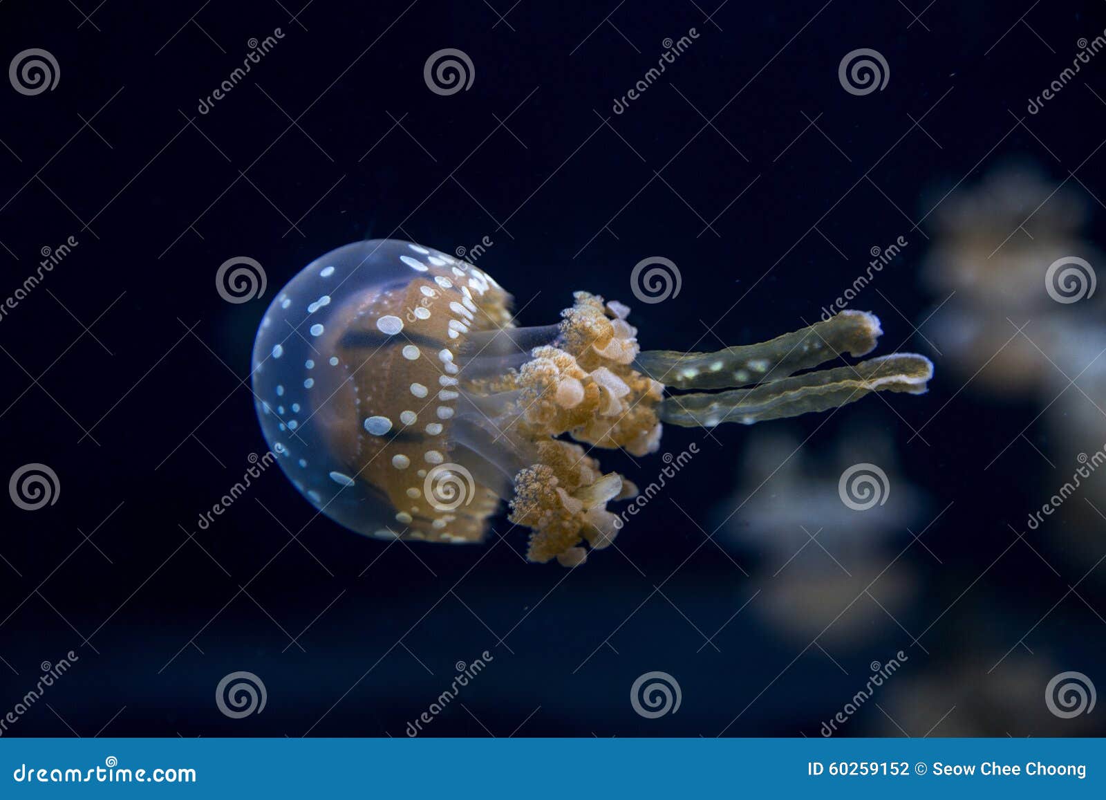 jellyfish