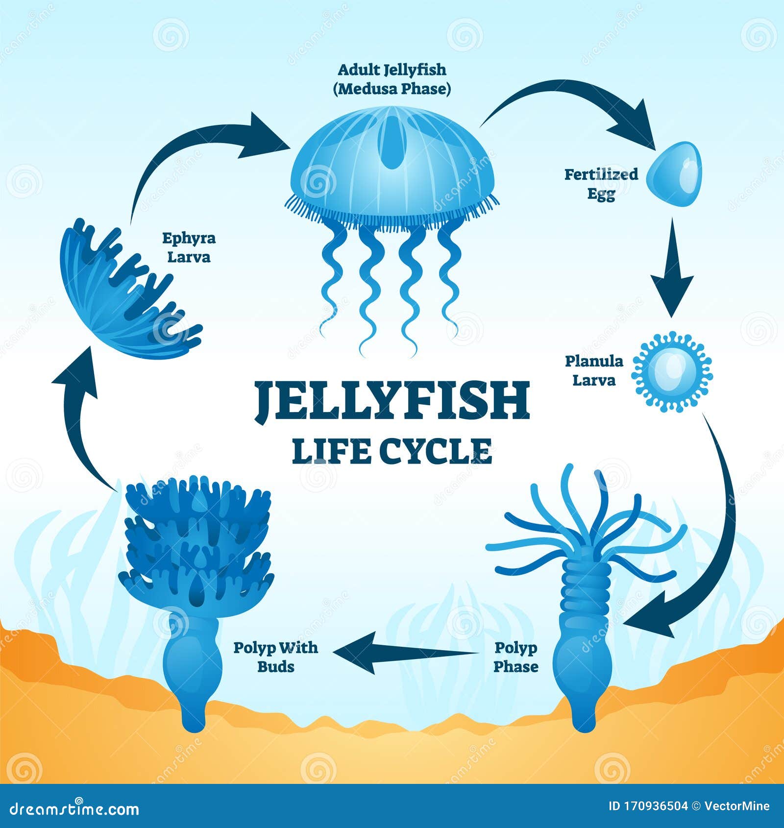 sea anemone labeled diagram