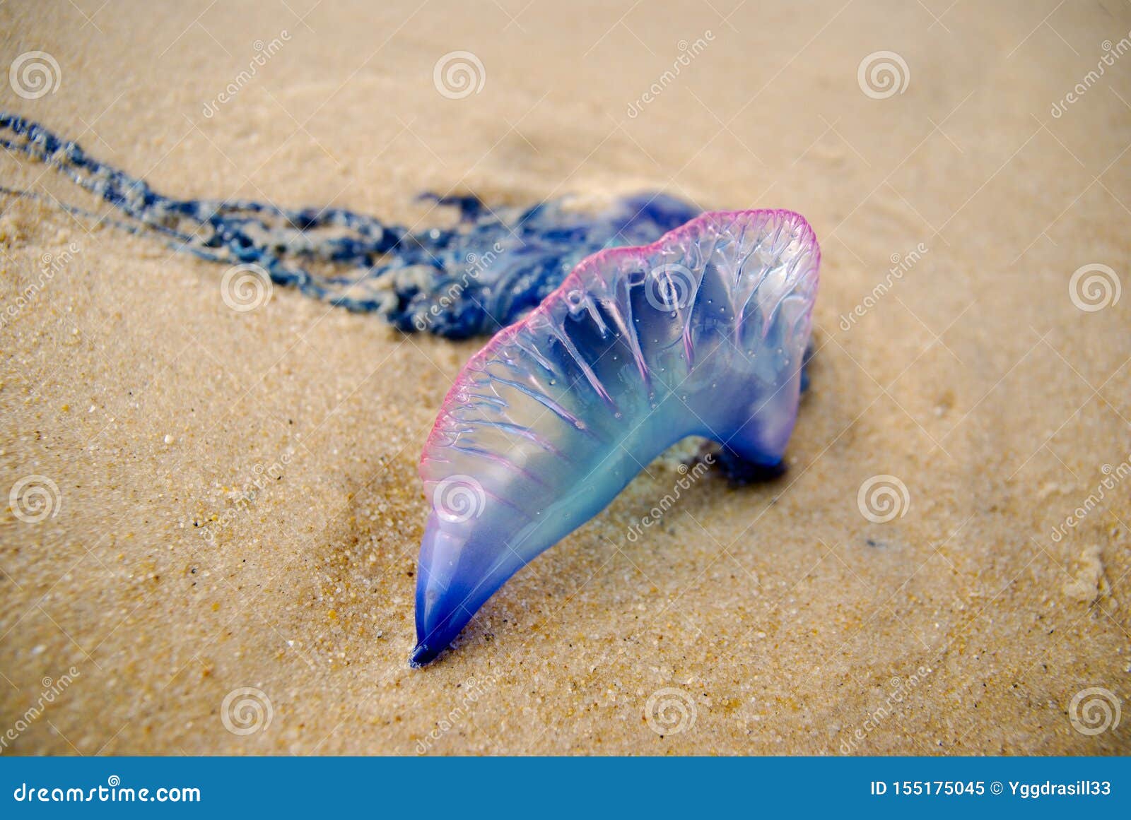 Physalia or Man-o-war Jellyfish on the Beach Stock Image - Image of nature,  shore: 155175045