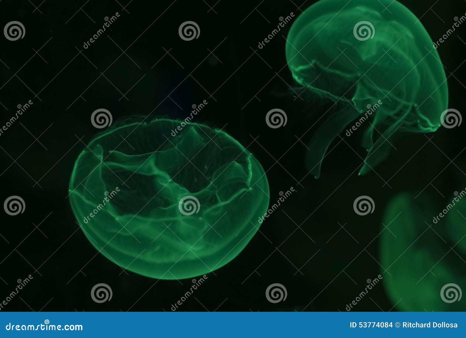 Jellyfish Macro Green Color Stock Photo - Image of white, snidarian: 53774084