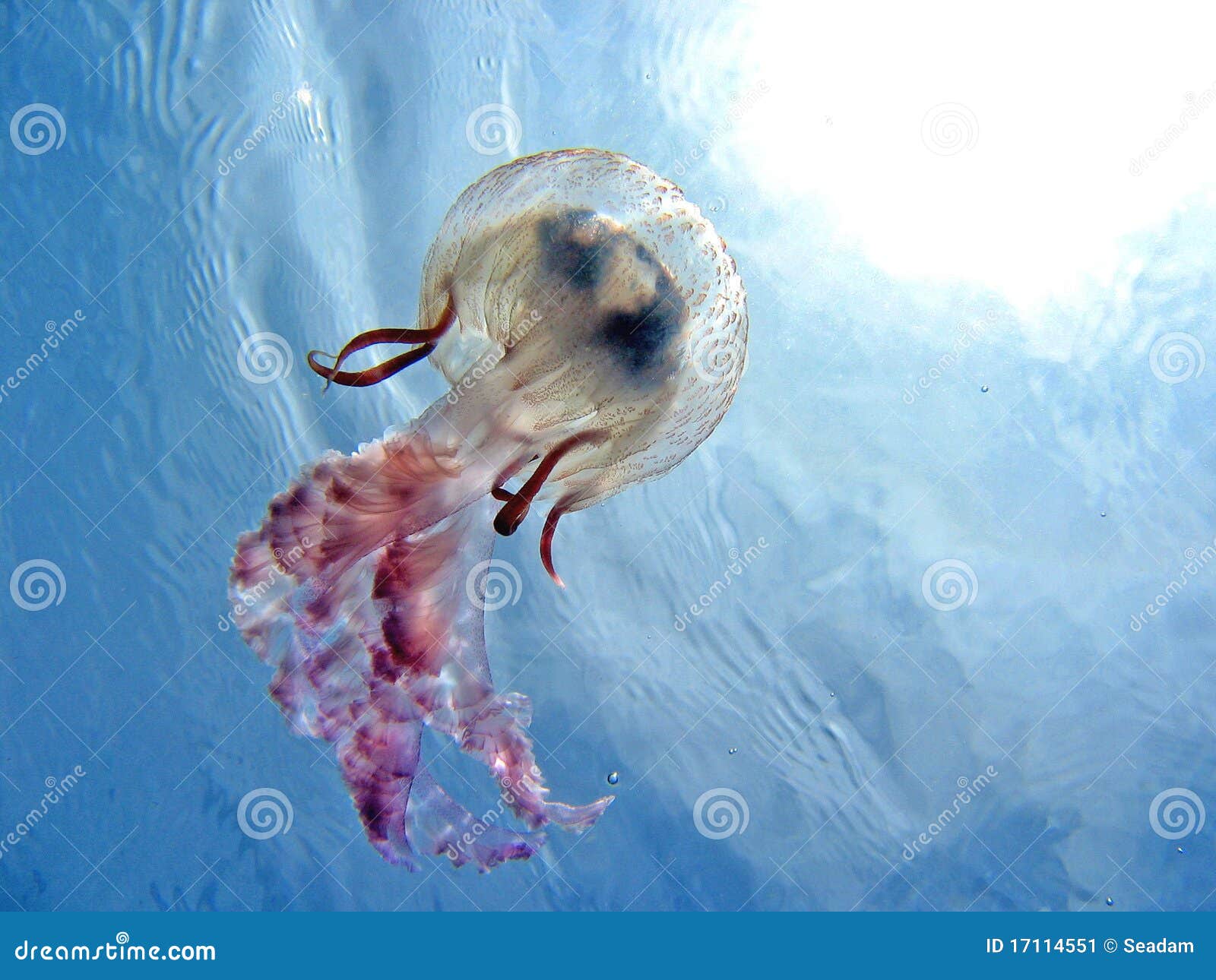 Mediterranean jellyfish stock image. Image of underneath - 17114551