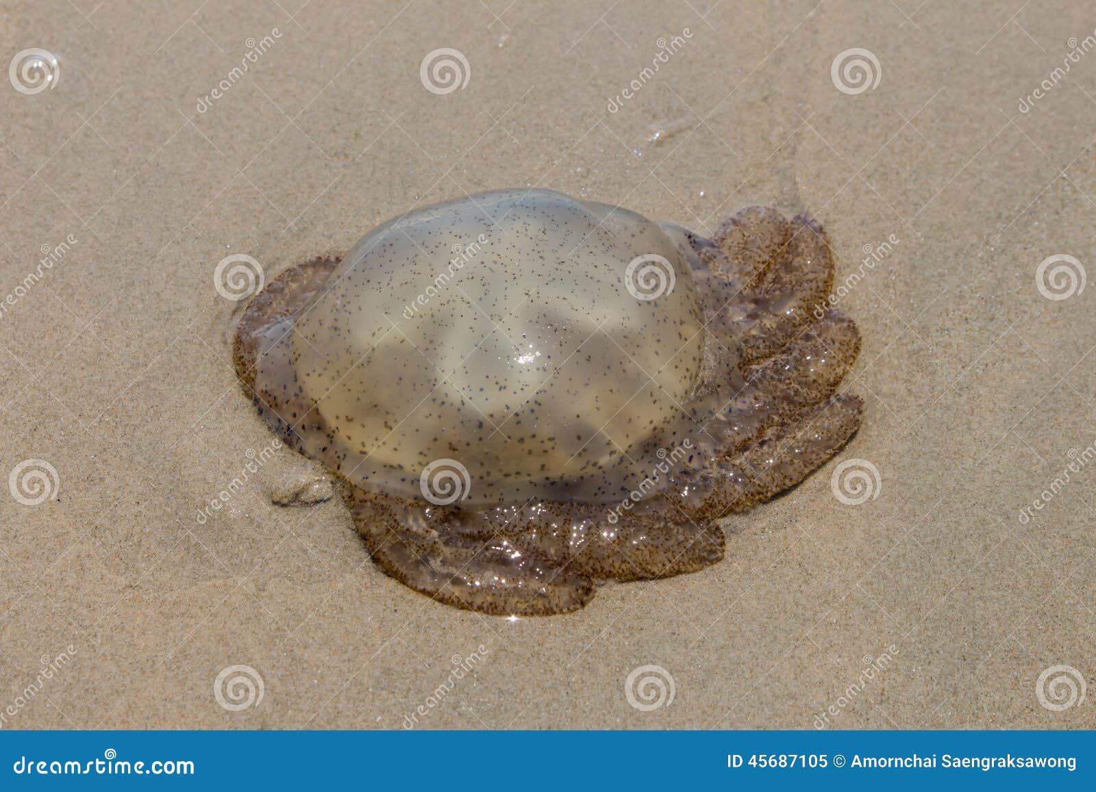 The jellyfish on the sand. stock image. Image of stinger 45687105