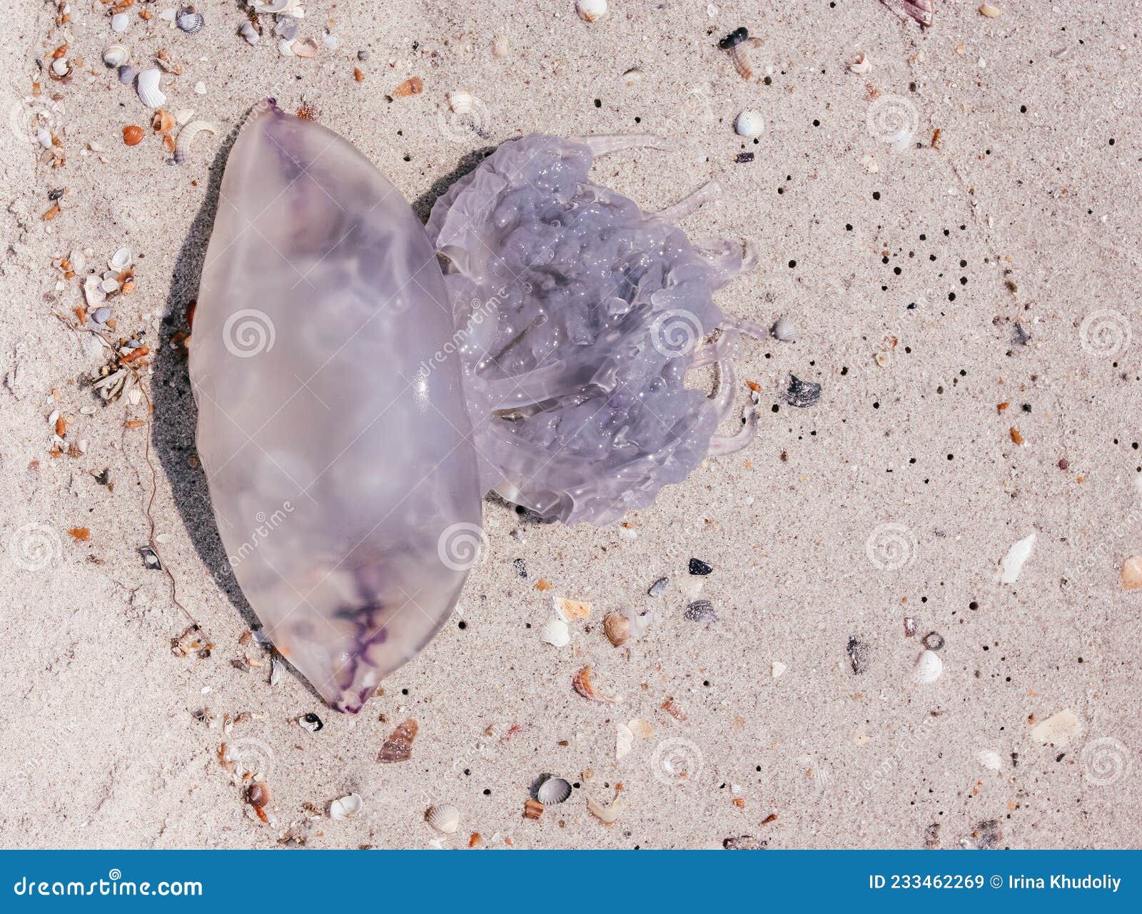 Jellyfish on the shore stock image. Image of beautiful 233462269