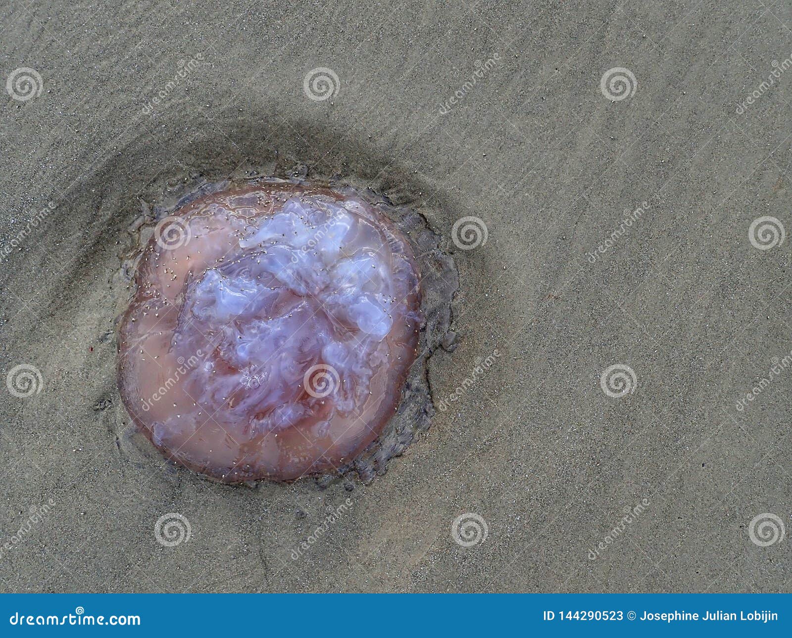ellyfish washed up on the sea shore during the low tide.