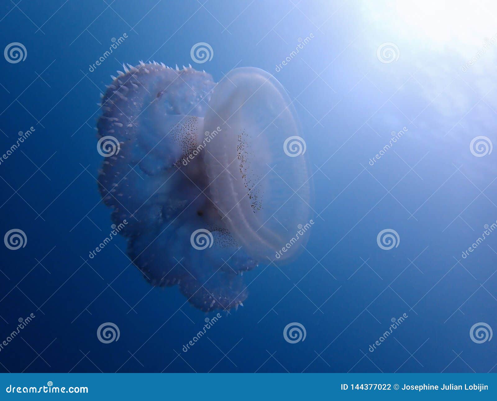 closeup and macro shot of jellyfish underwater scuba diving.