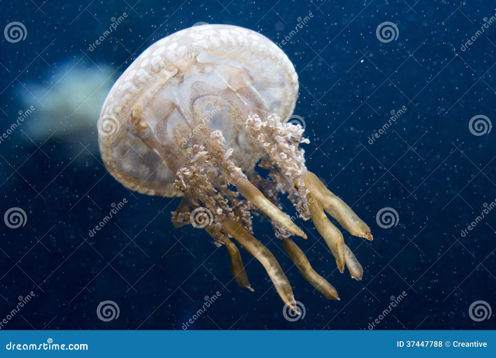 Jellyfish stock photo. Image of water, ocean, soft, brown - 37447788