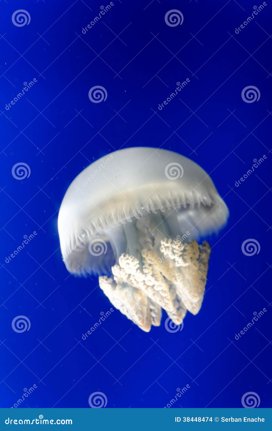 Jellyfish stock photo. Image of ingredients, water, blue 38448474