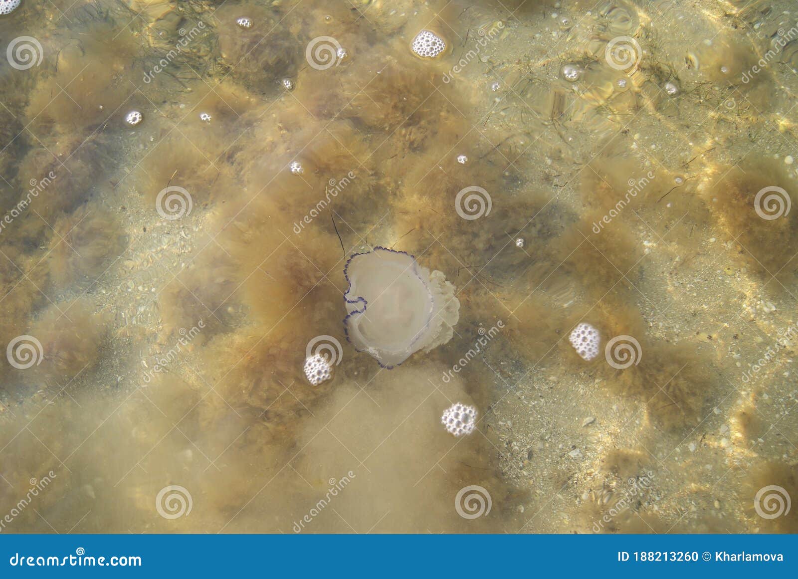 jellyfish swims in the sea of azov. ripple water