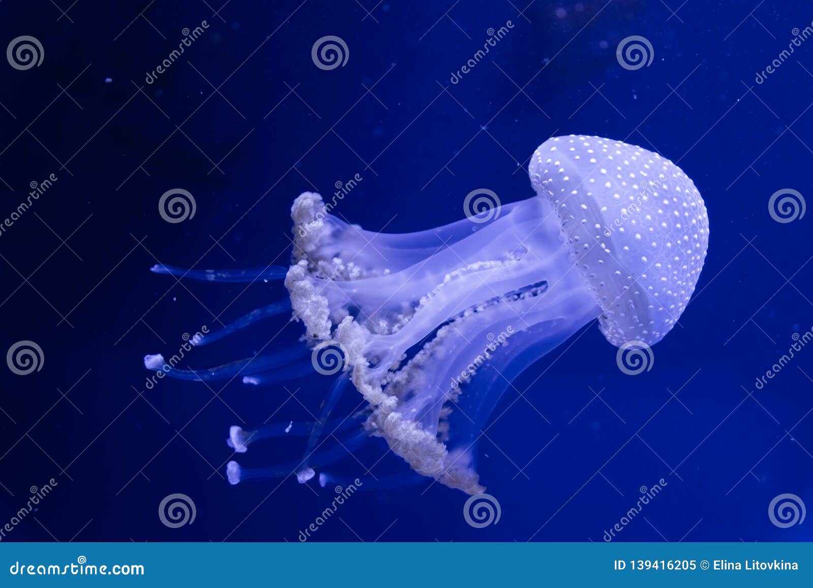 Jellyfish Underwater in Light Stock Image Image of life, blubber