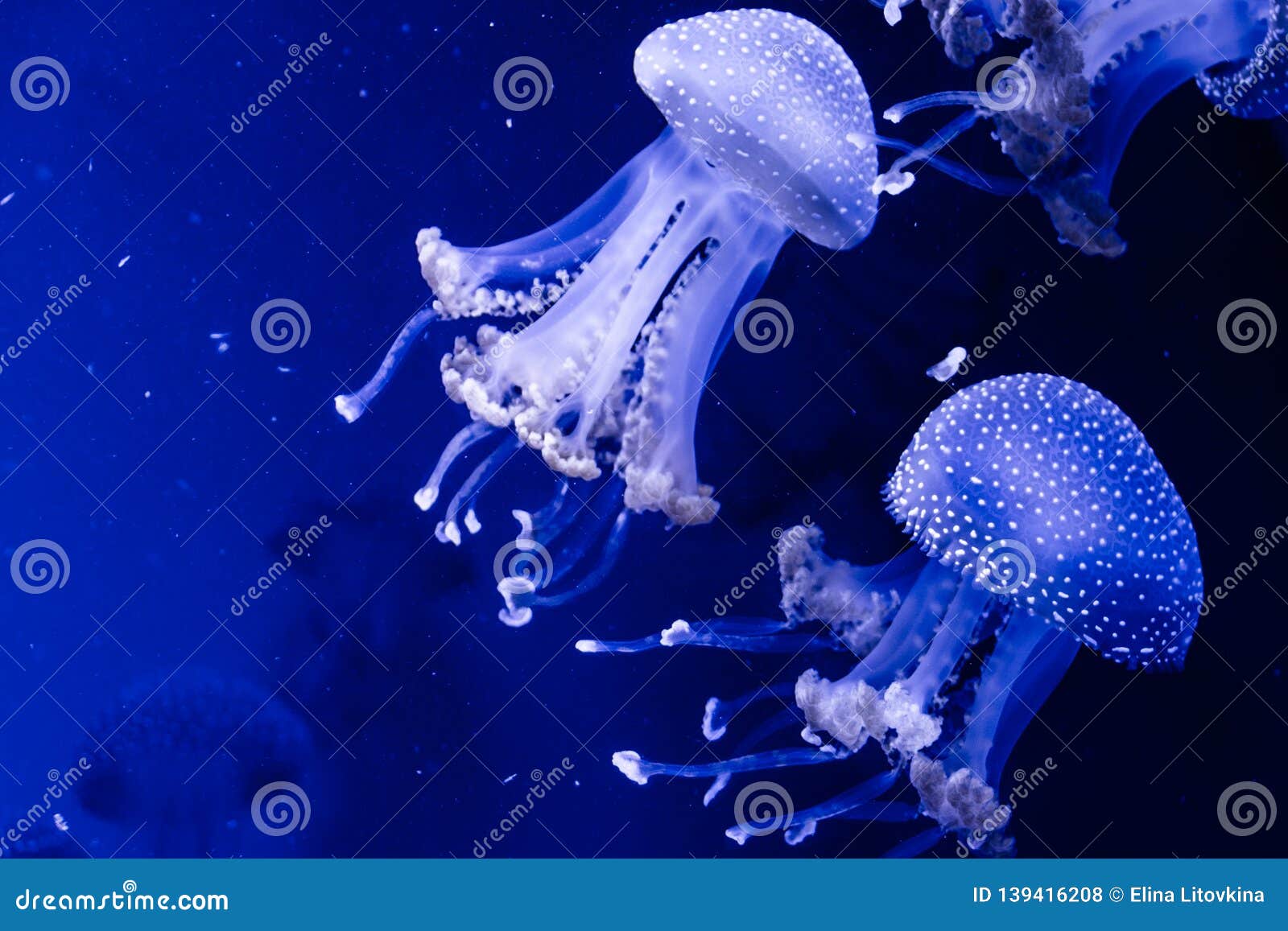 Jellyfish Underwater in Light Stock Photo Image of jelly, light