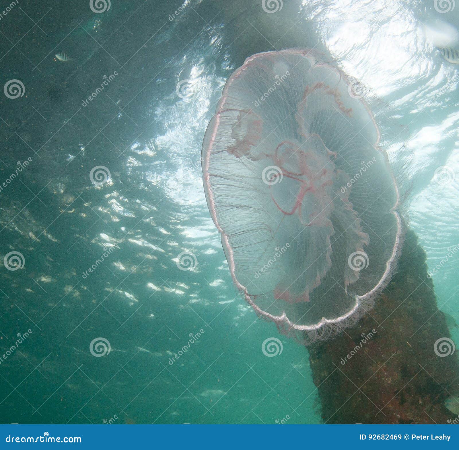 Jellyfish Underwater in South Florida Stock Image Image of plankton, ocean 92682469
